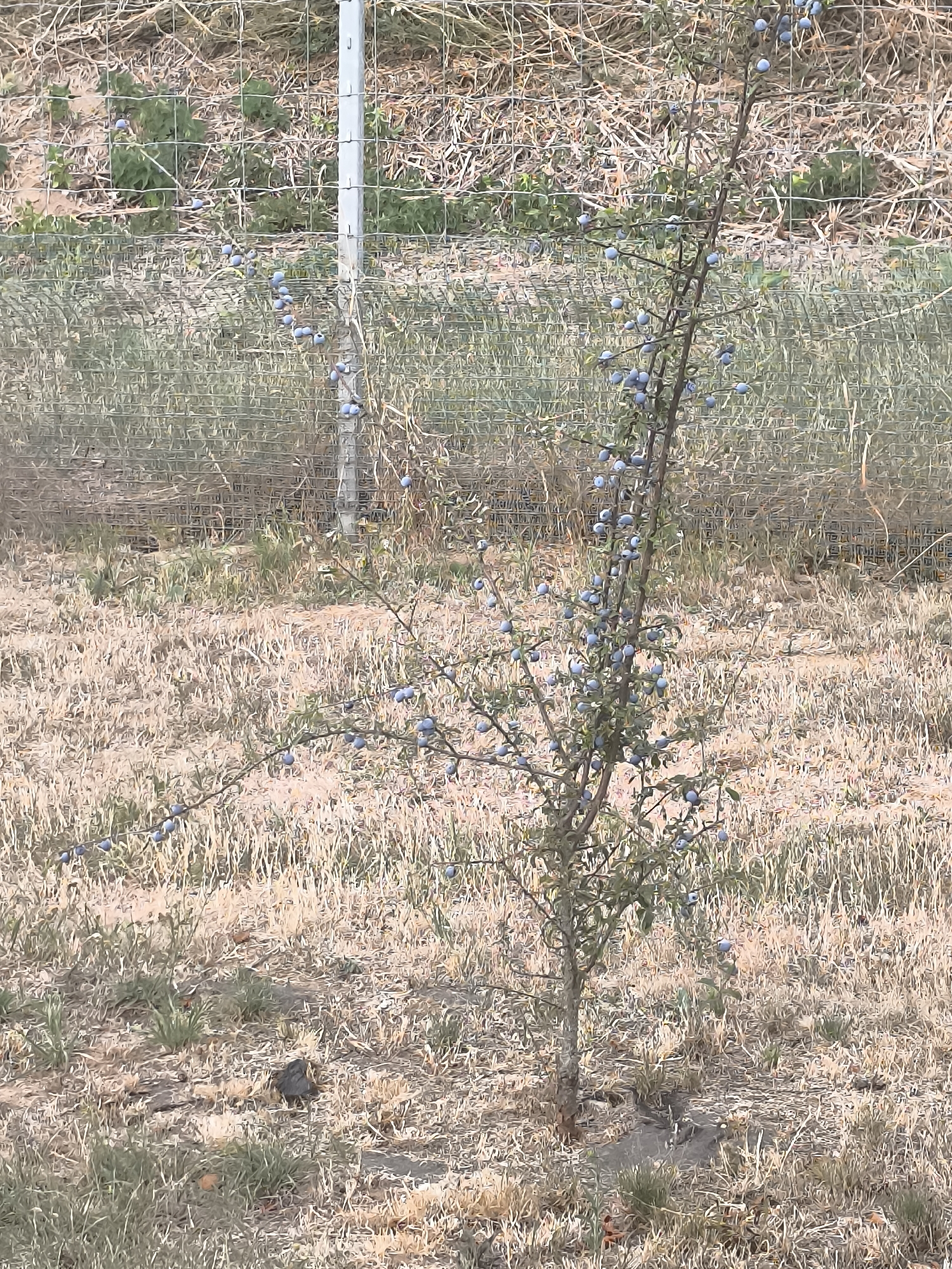 A medium shot captures a small, bare-branched tree laden with dark blue fruits. The tree stands in dry, brown grass, with a wire fence and a metal post visible behind it. The background consists of more dry grass and a lighter brown, uneven terrain. The scene appears to be outdoors, likely in a rural or semi-rural setting. There are no people or animals visible in the image.