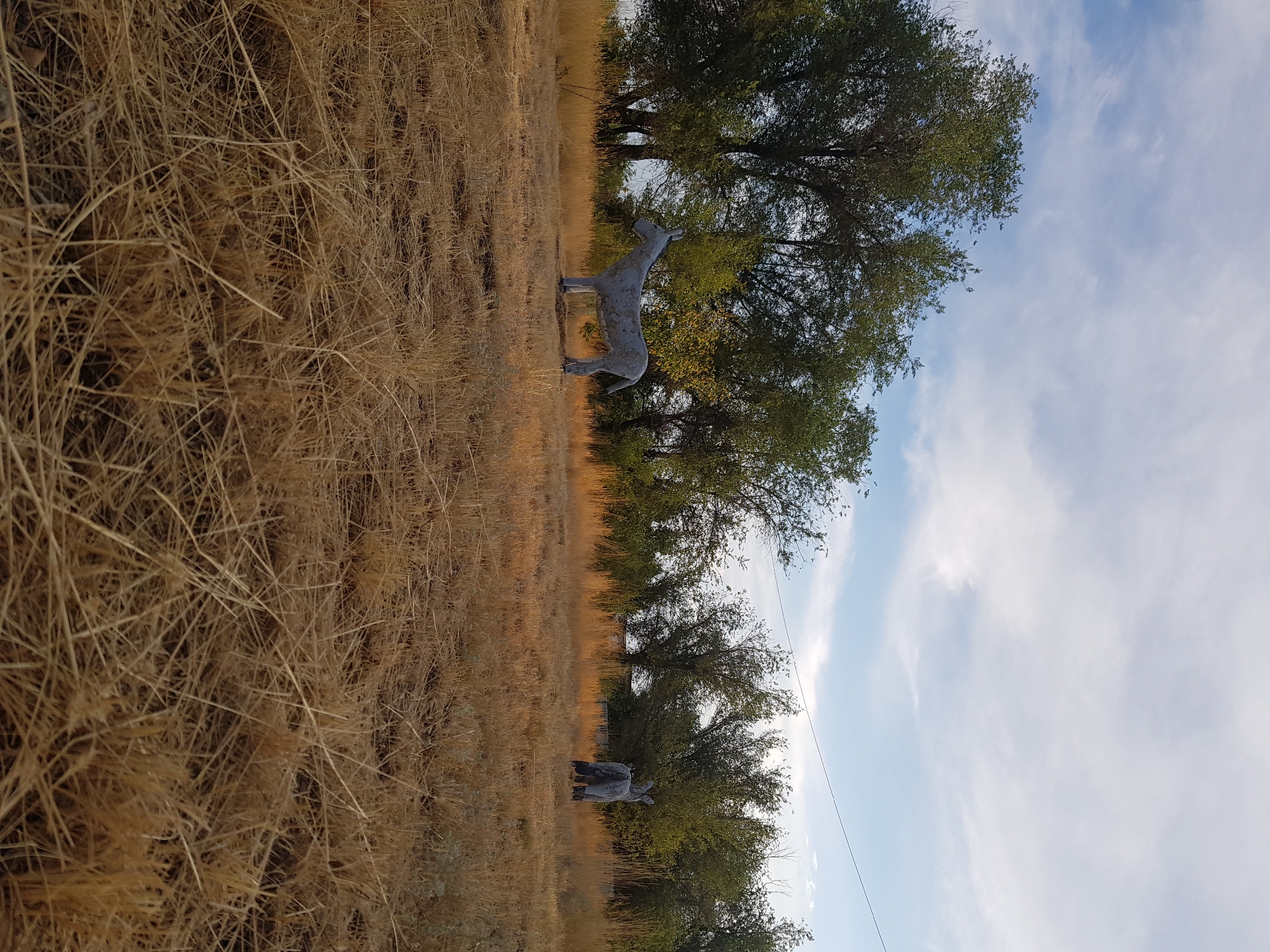 Two donkey statues stand in a dry, grassy field under a partly cloudy sky. The statue on the left is facing left, and the statue on the right is facing away from the camera. Both statues are light gray. Trees are visible in the background. The scene appears to be outdoors in a rural or semi-rural setting. There are no people or animals present. The image does not contain information indicating it is located in the city of Kurchatov, Kazakhstan.