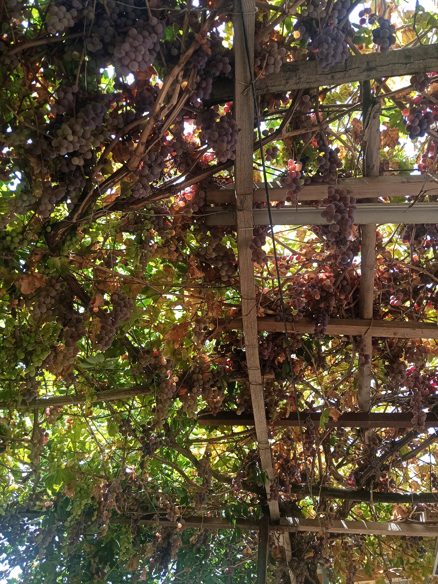 The image depicts a close-up, low-angle view of a grape vine trellis, heavily laden with clusters of ripe grapes. The grapes are of various shades, from deep purple to lighter, almost pinkish hues, with some green clusters also visible. The vine's thick, woody branches and tendrils intertwine with a wooden and possibly metal overhead structure, forming a dense canopy. Sunlight filters through the leaves and grapes, creating dappled lighting and casting shadows. The scene appears to be outdoors, likely in a vineyard or a garden setting where grapes are cultivated. The context suggests this could be a view from below, looking up into the productive growth of the vine, possibly indicating an agricultural or horticultural area within or near Ҷамоати Худойназар Холматов, Tajikistan, given the requested location. There are no people or animals visible in the frame, and the focus is solely on the natural produce and its supporting structure.