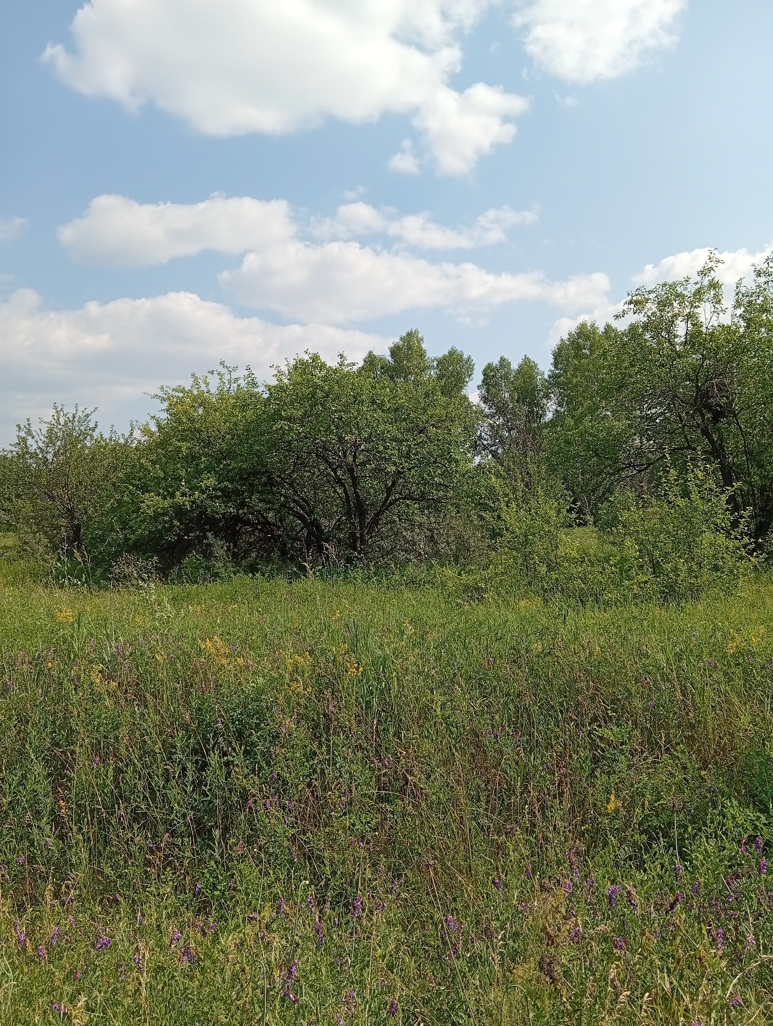 The image shows a dense, green meadow with scattered purple and yellow wildflowers in the foreground. Behind the meadow, there is a line of trees with lush green foliage, extending across the mid-ground. The sky above is blue with scattered white, fluffy clouds. The scene appears to be a natural landscape, possibly a park or a rural area. The location is identified as Minusinsk, Russia.