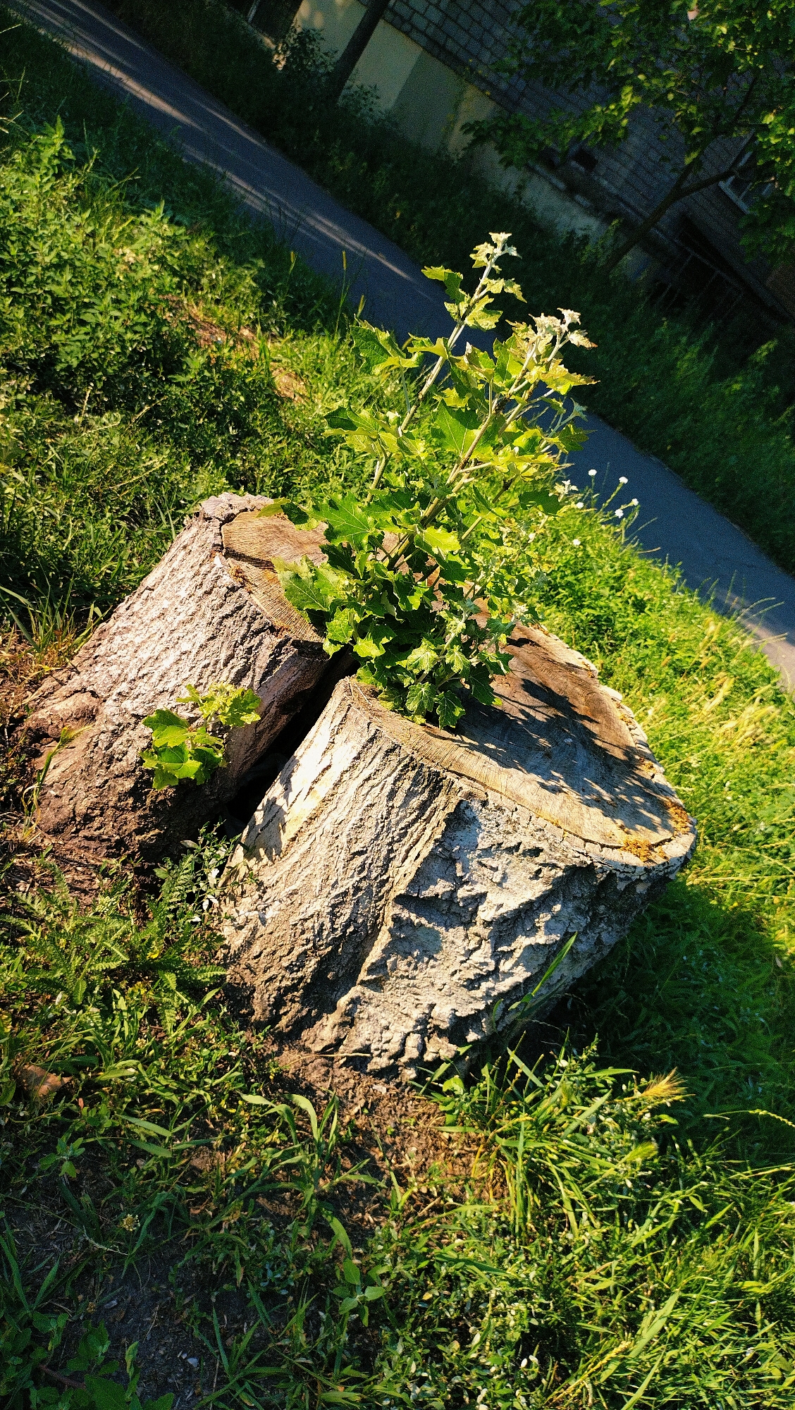 Two large, weathered tree stumps, likely from a felled deciduous tree, are situated on a grassy area in Horishni Plavni, Ukraine. A young sapling is growing from the center of the stumps, with its green leaves reaching upwards. The stumps exhibit rough, textured bark and appear to be aged. The surrounding environment consists of green grass, with a paved pathway visible in the background. The scene is illuminated by sunlight, casting shadows from the sapling and the stumps. The location is outdoors, with hints of residential buildings in the distance. There are no people or animals present.