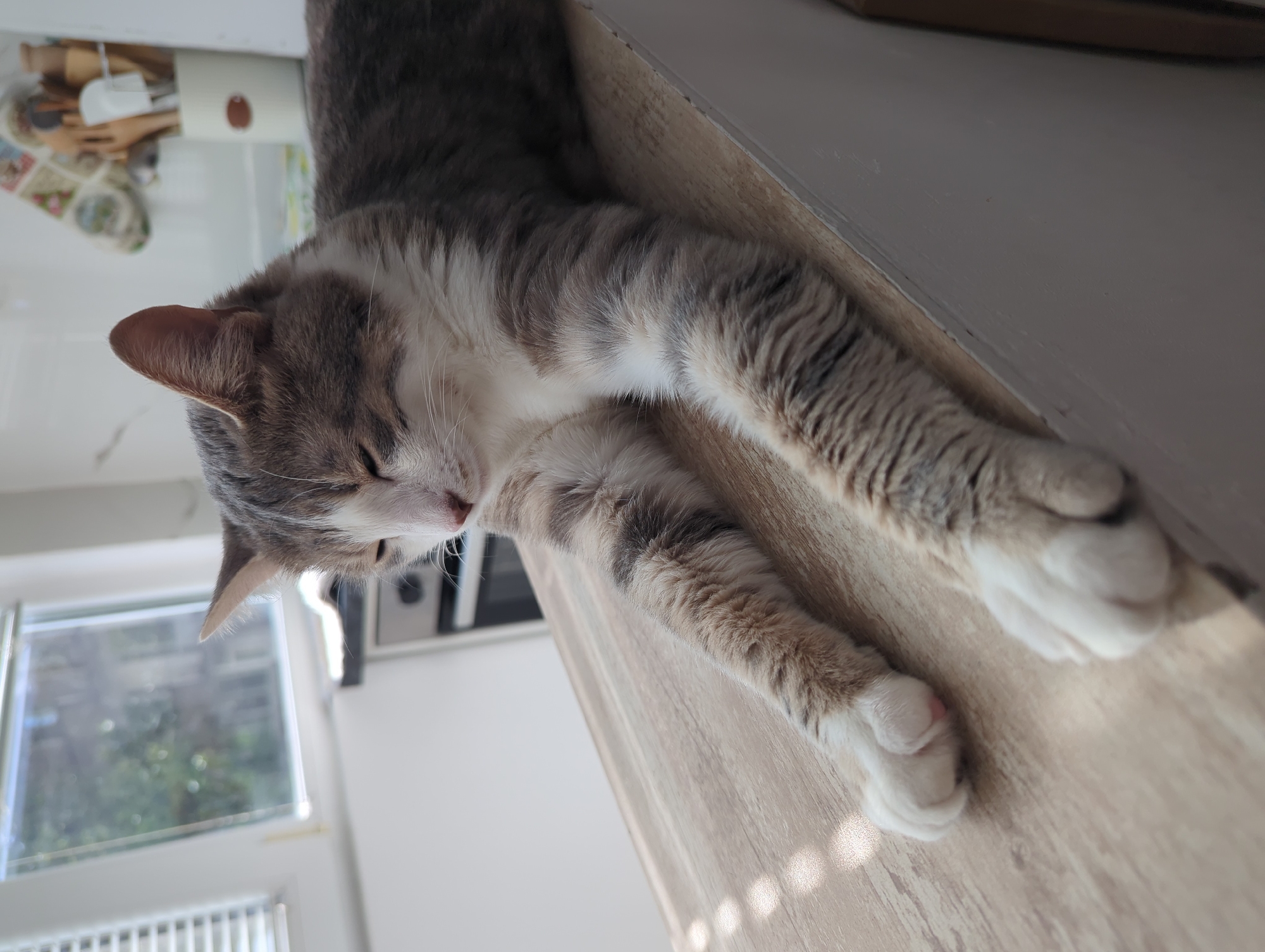 A domestic cat with grey and white tabby markings is lying on a wooden surface, its eyes closed. The cat is positioned on a countertop, with its front paws extended towards the viewer. In the background, a window with blinds is visible, as well as kitchen cabinets and utensils. The lighting suggests it is daytime.