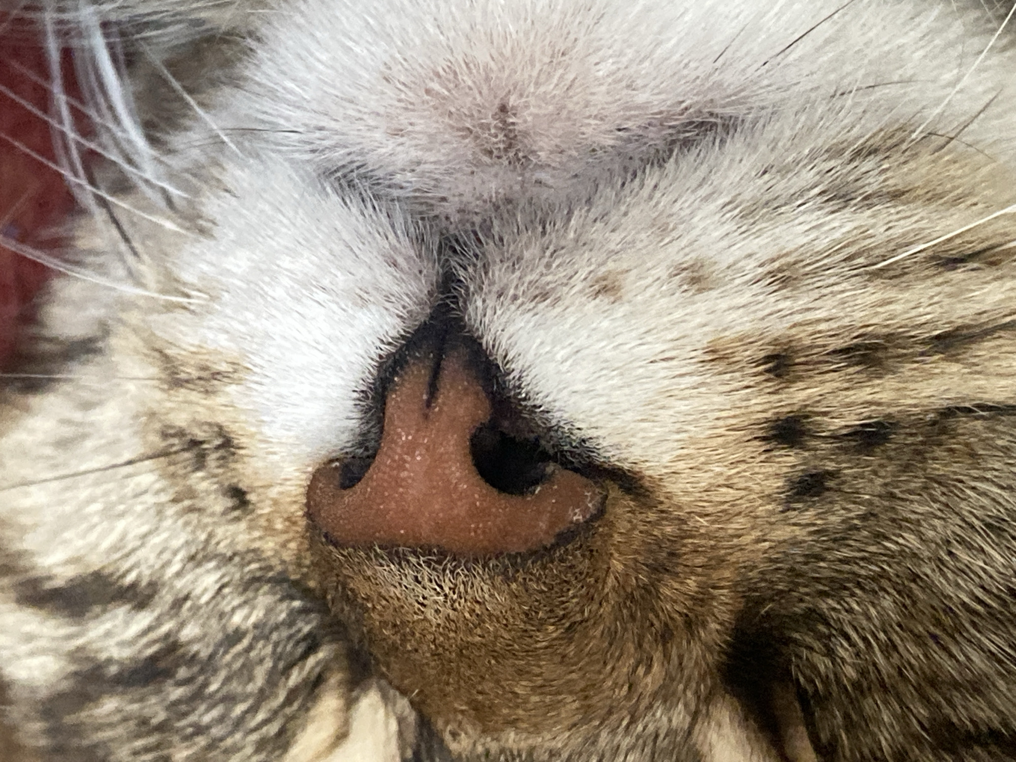 A close-up, extreme macro shot focuses on the nose and surrounding fur of a domestic cat. The cat's nose is a prominent, reddish-brown color with a textured surface. White and brown fur, characteristic of a tabby pattern, fills the frame, with some individual hairs visible. The image is not set in a city; it is an unedited, natural shot of a cat's facial features.