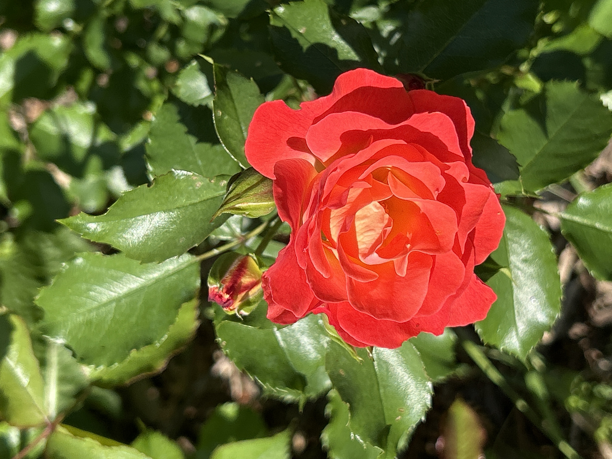 The image displays a close-up view of a vibrant red rose in bloom, set against a backdrop of lush green foliage. The rose is the central subject, its petals unfurling to reveal delicate layers and a warm, peachy-yellow center. A single rosebud, tinged with red, is visible to the left of the main bloom, hinting at future blossoms. The leaves surrounding the rose are a deep green, with some catching the sunlight and appearing glossy. The overall impression is one of natural beauty and growth. The scene appears to be outdoors, likely in a garden setting, given the presence of the rose bush and its leaves. The lighting suggests it is daytime, with sunlight casting shadows and highlighting the textures of the petals and leaves. There are no people visible in the image, and no text is present. The context provided indicates this scene is located in Montreal, Canada, suggesting a temperate climate conducive to rose cultivation. The image evokes a feeling of tranquility and the simple beauty of nature.