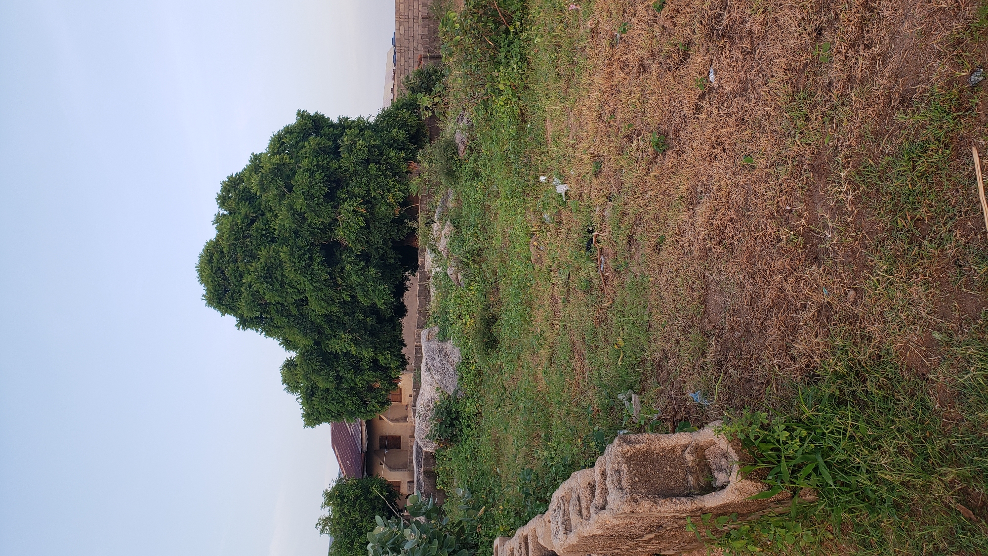 The image depicts an outdoor scene in Jauro Yinu, Nigeria, characterized by a patch of dry, brown grass in the foreground, transitioning to greener vegetation further back. A low, rough-hewn stone wall made of interlocking concrete blocks runs along the left side of the frame, partially overgrown with green plants. Behind the wall and across the grassy area are several large, light-colored rocks scattered amongst the vegetation.
In the middle ground, a building with a reddish-brown, corrugated metal roof is visible. The building appears to be a single-story structure with visible windows. Dominating the background is a large, dense, green tree with a rounded canopy. To the right of this tree, a brick wall is present, and beyond it, the landscape recedes into a hazy horizon with hints of other structures. The sky is clear and pale blue, suggesting it is either early morning or late afternoon. No people are visible in the image, and the scene appears to be an undeveloped or partially developed area.