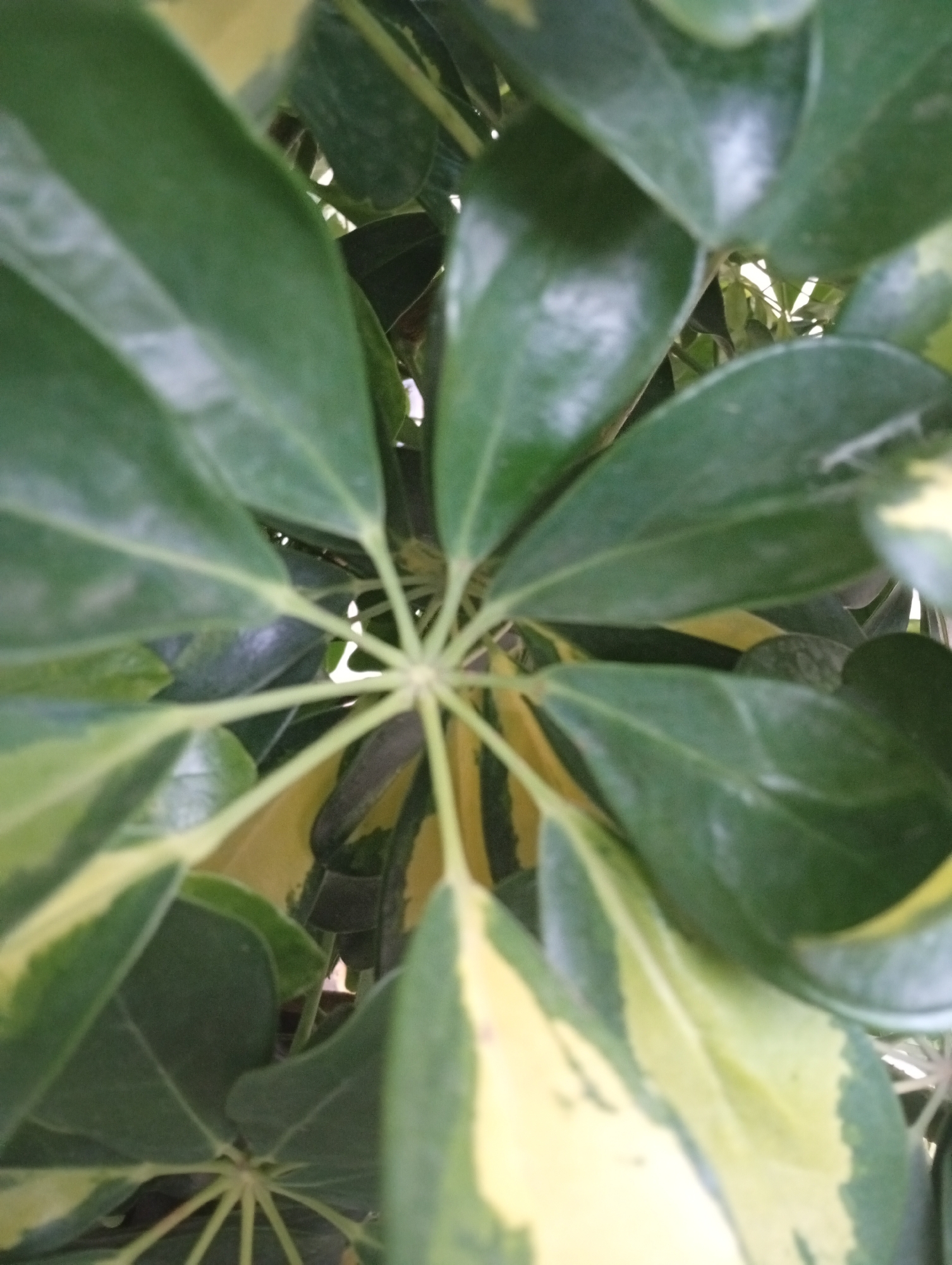 A close-up, top-down view of variegated green and yellow leaves of a plant is captured. The leaves radiate from a central point where a stem or stalk is visible, creating a star-like pattern. The lighting is somewhat diffused, with some highlights on the glossy surfaces of the leaves. The background is blurred and appears to be composed of more foliage, suggesting an outdoor or well-lit indoor environment. The image was taken in Gura Top, Nigeria.