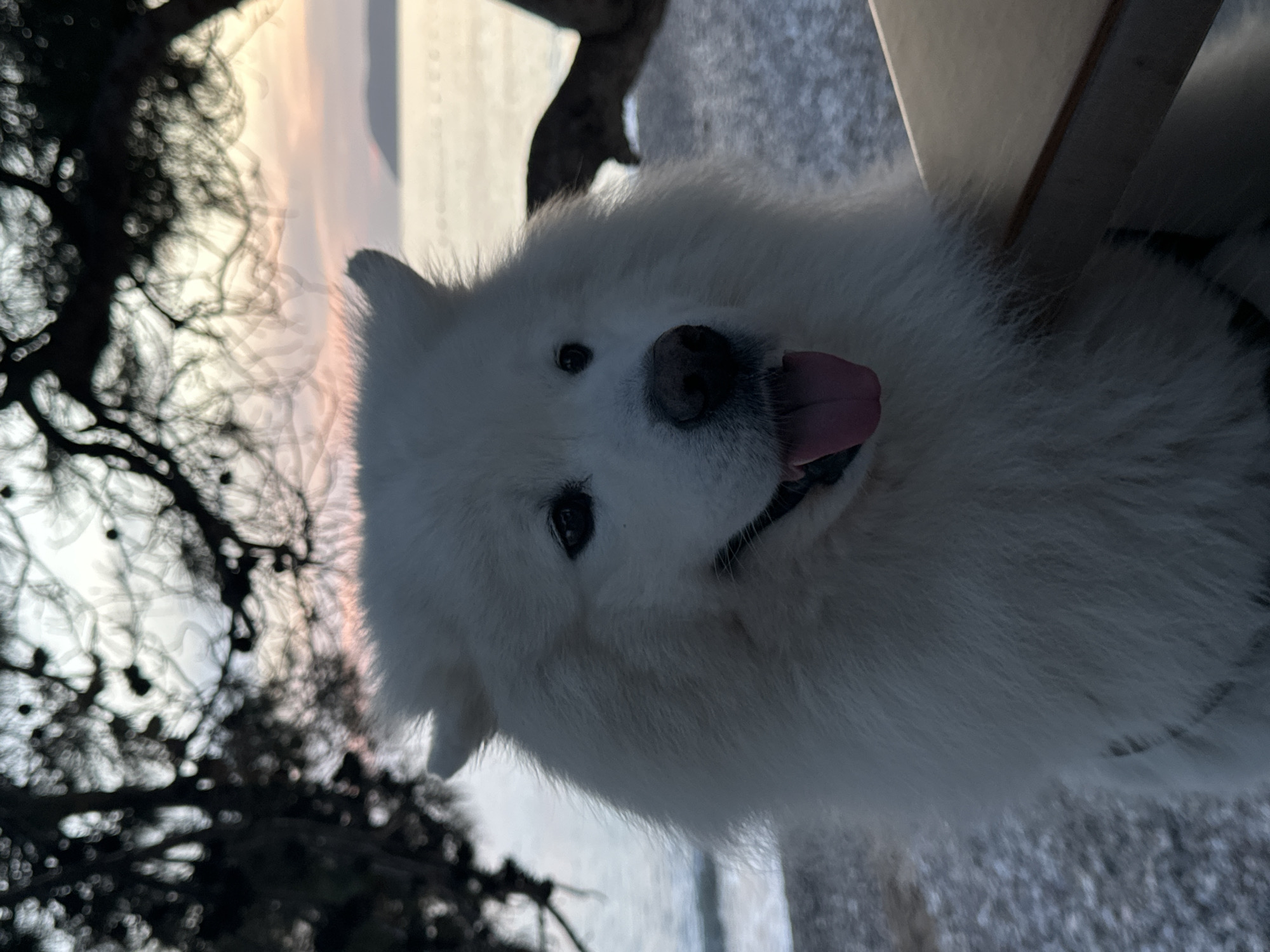 A white Samoyed dog with its tongue out is sitting outside, likely in the city of Šušanj, Montenegro, based on the location information. The dog's head and upper body are in focus. Behind the dog are blurred branches of a tree on the left and what appears to be a body of water with a distant shore in the background. A portion of a wooden structure is visible near the dog's right side. The time appears to be early morning or late evening given the light.