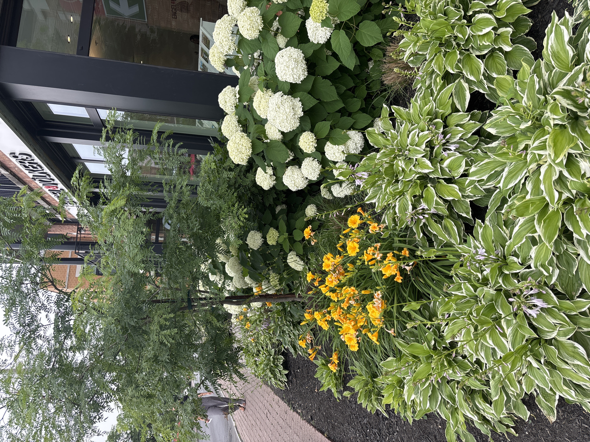 This is a medium shot of a lush garden bed planted in front of a building. The garden features a variety of plants, including large white hydrangeas, vibrant yellow daylilies, and variegated hostas with green and white leaves. A small tree with delicate green leaves stands to the left of the hydrangeas. The ground in front of the garden is covered with dark mulch, and a brick pathway runs alongside it. In the background, the building appears to have large windows and a modern facade.
To the far left, a person is walking on the brick pathway, partially visible from behind. They are wearing dark clothing.
The lighting suggests it is daytime, possibly late morning or afternoon, with soft natural light illuminating the scene. The overall impression is one of a well-maintained outdoor space, likely a commercial or public area, given the building's architecture. No specific weather conditions are evident, but the foliage appears healthy and verdant, suggesting favorable weather. There is some faint text visible on the building's facade to the upper left of the image, which appears to be signage, but it is too blurry to read clearly. The location context indicates Pointe-Claire, Canada.