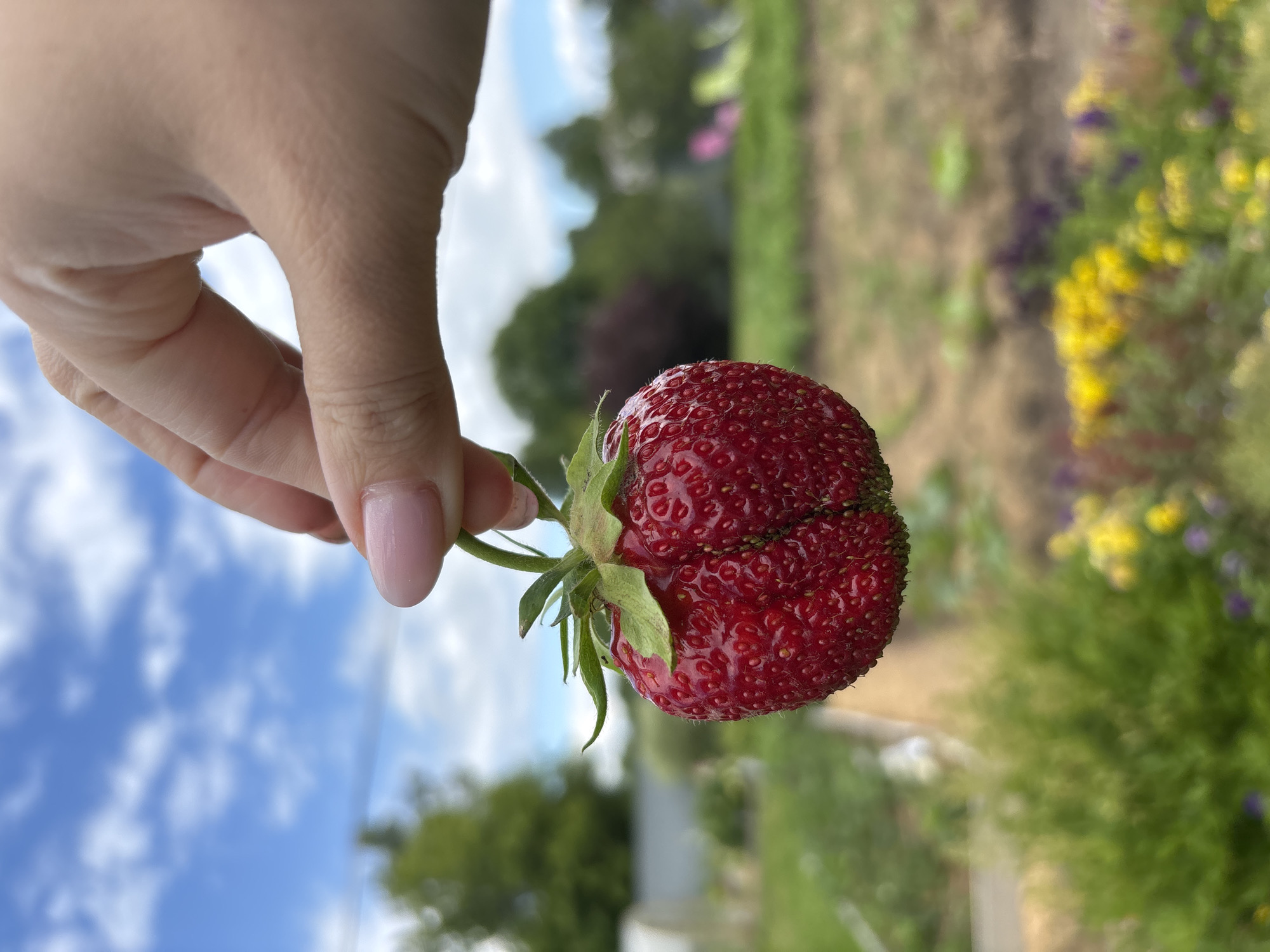 A close-up, shallow-depth-of-field shot shows a person's hand holding a single, bright red strawberry by its stem and leaves. The strawberry is large and prominently features its bumpy texture and seeds. The background is blurred, revealing a sunny outdoor scene with a blue sky dotted with white clouds. In the mid-ground, there is green foliage, hints of a greenhouse structure on the left, and a garden bed with colorful flowers, including yellow and purple varieties, on the right. The setting appears to be a rural or garden environment, possibly in the village of Dunilovo, Russia, given the context.