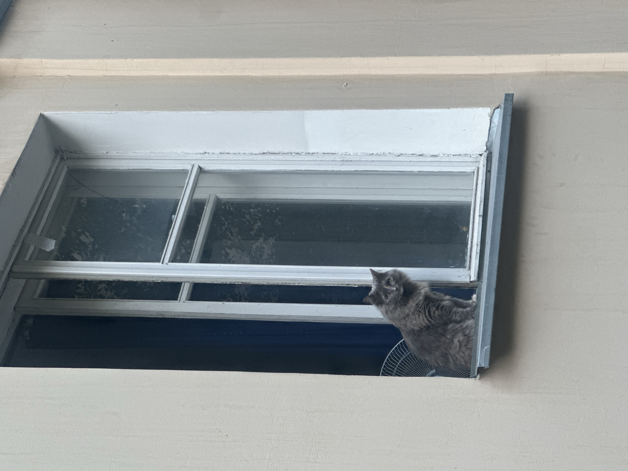 A medium shot shows a fluffy grey cat sitting on a windowsill. The cat is looking directly at the camera with wide, alert eyes. Behind the cat, the window is open, revealing dark blue curtains and a white fan. The window frame is white and slightly aged. The building exterior is a light beige stucco. The scene appears to be an exterior view of a residential building in a city.