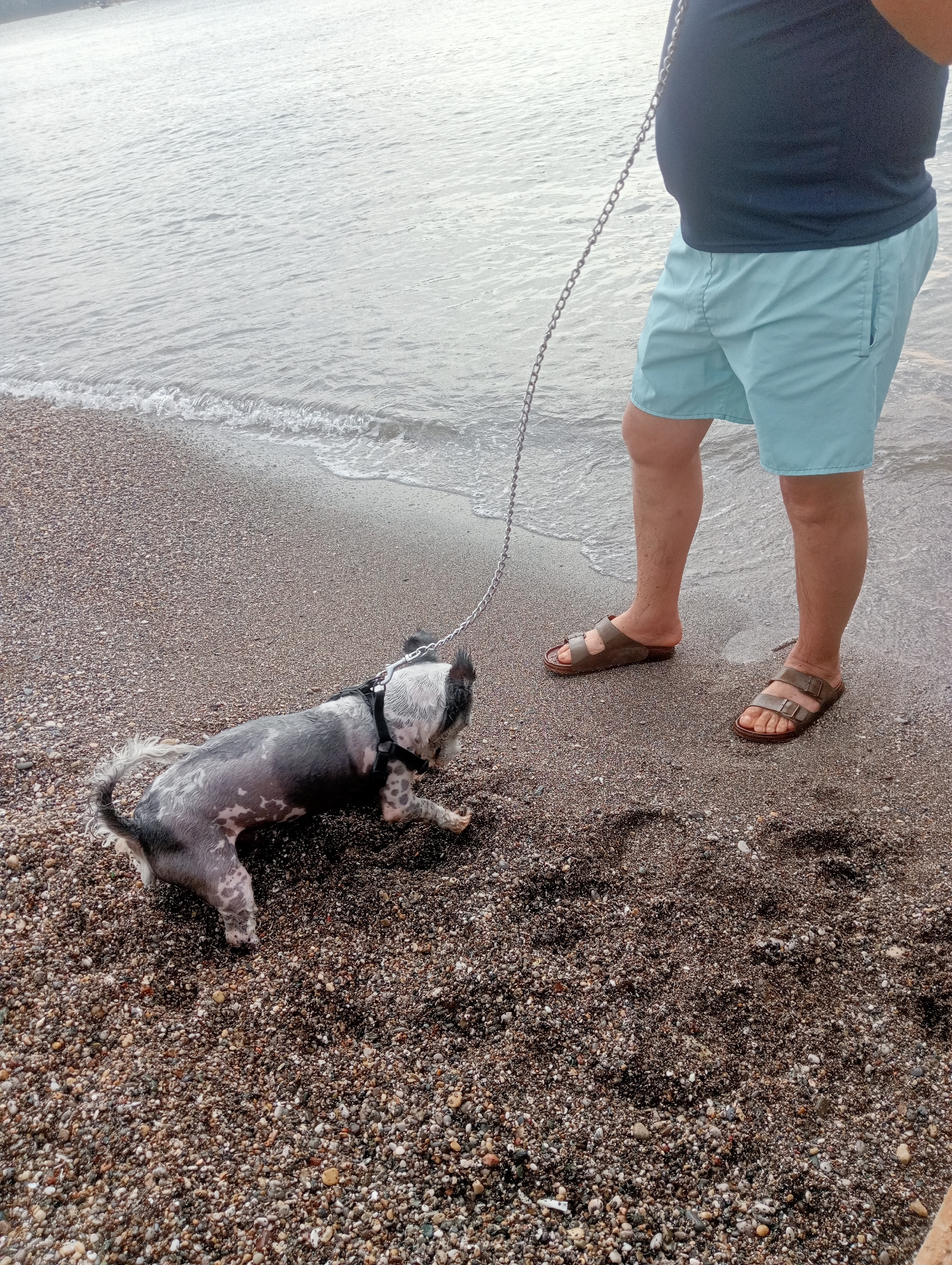 A person and a small dog are on a pebble beach near the water in Fethiye, Turkey. The person, whose legs and lower torso are visible, is wearing light blue shorts and a dark t-shirt. They are standing on the right side of the frame, facing the water. The dog, a small breed with dark and white fur, is on a leash and is on the left side of the frame, facing towards the person and sniffing the ground. The water's edge is visible in the background, with small waves lapping onto the shore. The beach is covered in small, multicolored pebbles. The sky is overcast, creating a muted light.
