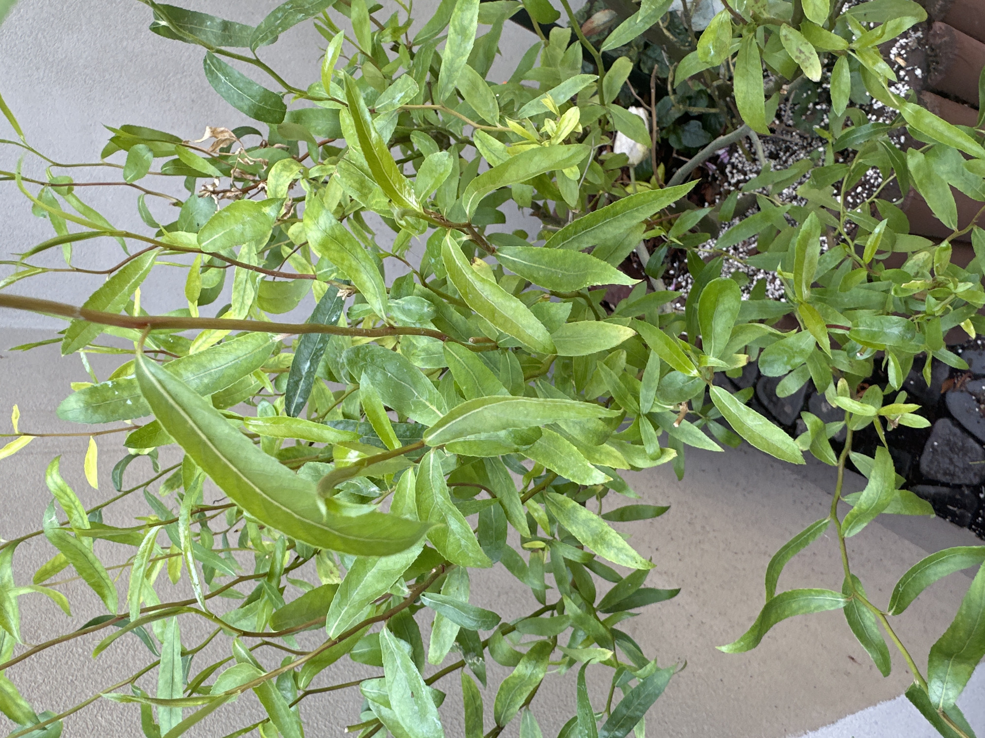 The image shows a close-up view of a green, leafy plant with thin branches. The plant appears to be outdoors, with a textured wall in the background and dark stones on the ground. The lighting suggests it is daytime, possibly overcast. There are no people or animals visible. The scene is static and focuses solely on the plant and its immediate surroundings. It is impossible to determine the specific location within the city of Łódź, Poland, or any other specific geographical context from the visual information provided.