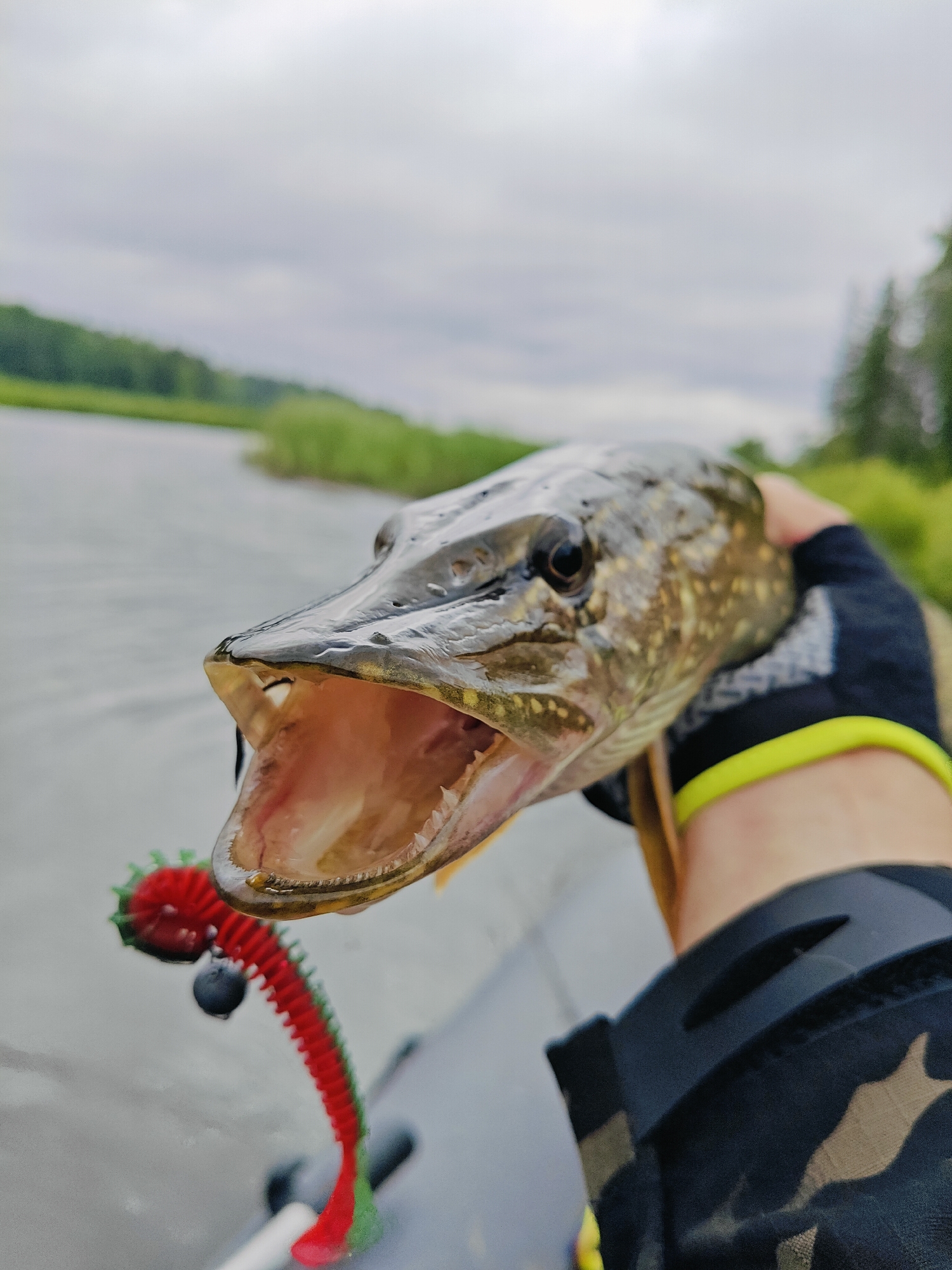 A close-up, low-angle, eye-level shot shows a person holding a freshly caught pike in front of a body of water under an overcast sky. The pike's mouth is wide open, revealing its sharp teeth and pink interior. The fish has a dark, patterned body with yellow speckles. The person's hand, wearing a black fishing glove with a bright yellow band, is holding the fish. A red and green fishing lure with a dark spherical weight is visible below the fish's head. The background consists of calm, grey water, a distant green shoreline with reeds and trees, and a cloudy sky. The scene appears to be outdoors, possibly on a boat, given the slightly blurry foreground element which might be part of a boat's interior. There are no other people or structures visible in the image. The location is identified as Detskii Dom (Bashenino), Russia.