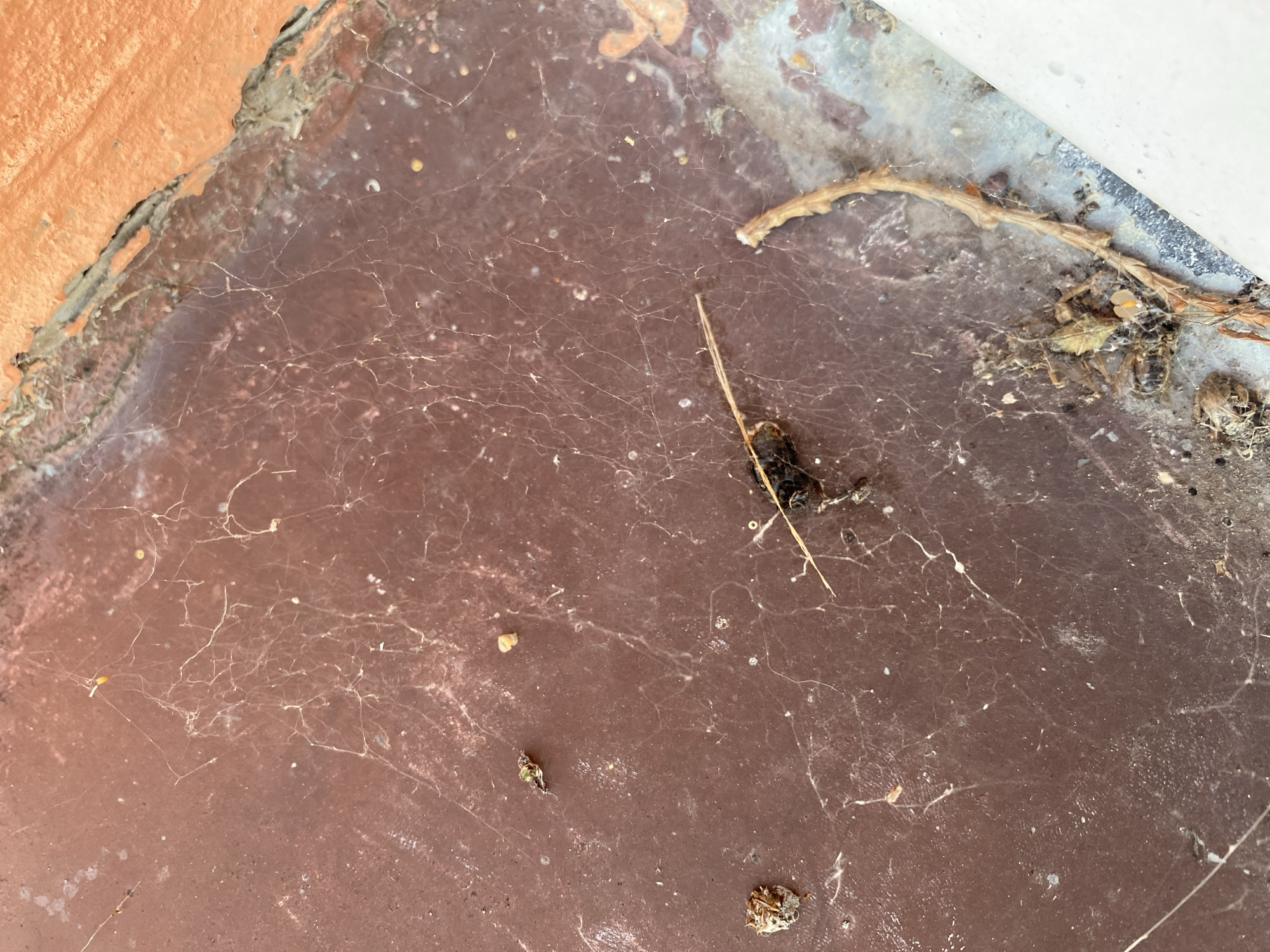 The image shows a close-up view of a brown, weathered surface, likely an exterior wall or ledge, covered in a fine layer of dust and cobwebs. Several small, deceased insects and organic debris are visible, caught in the webs. In the upper right corner, a section of orange-painted material, possibly a wall or trim, shows signs of chipping and wear. The overall scene suggests an undisturbed, neglected outdoor area, possibly a neglected corner of a building in Bílina, Czechia.