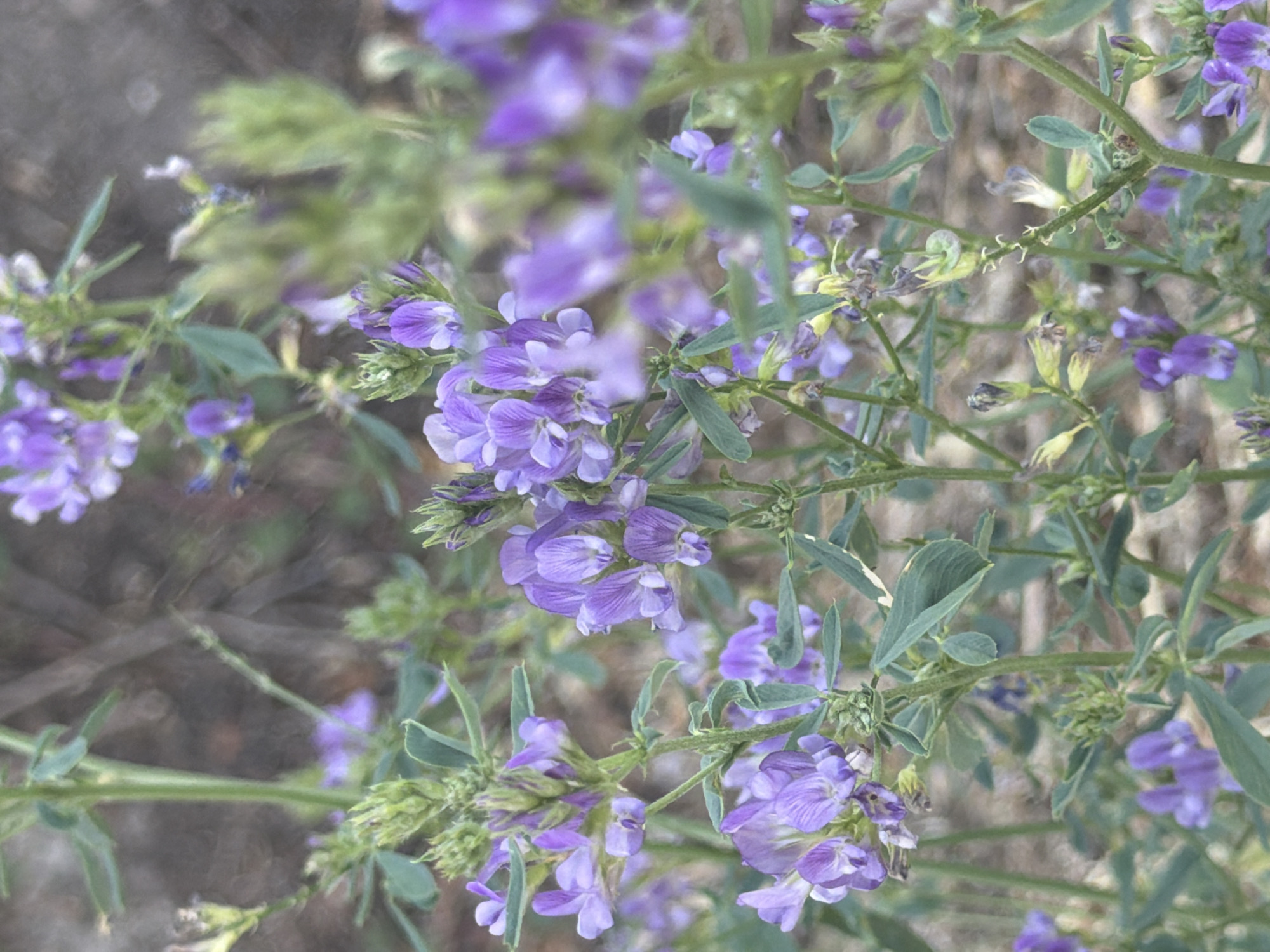 This is a close-up, natural light photograph of a cluster of purple flowers in Valdefresno, Spain. The flowers are small and have a characteristic shape with visible veins. They grow on green stems with compound leaves. The background is blurred, suggesting a shallow depth of field, with muted earthy tones and hints of green foliage. The image appears to be taken outdoors in a natural setting, possibly a field or garden, given the plant life and the natural light. There are no people or man-made objects visible in the frame.