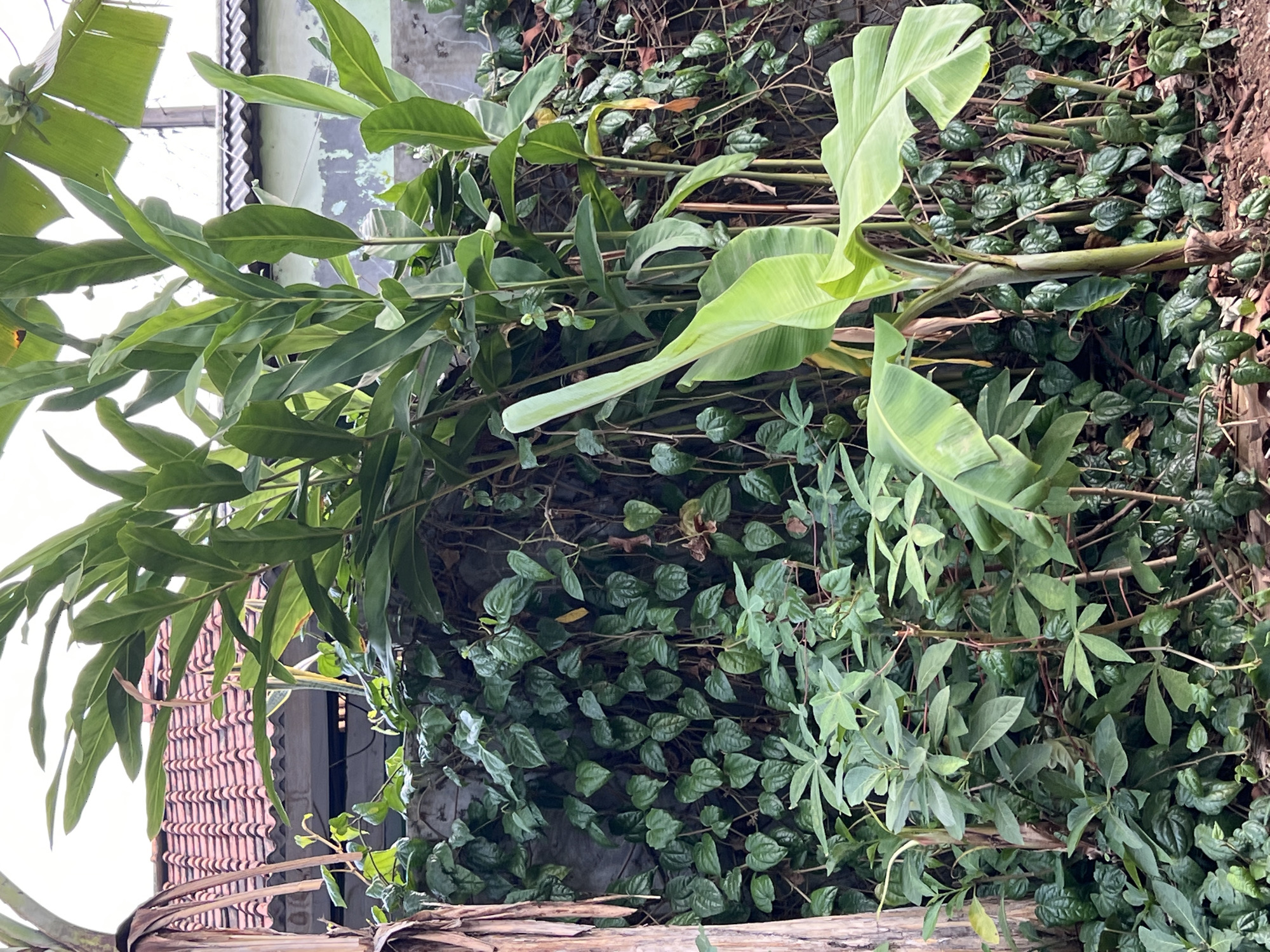 The image depicts a lush green plant-filled scene in the city of Gunung Putri, Indonesia. In the foreground, a young banana tree stands prominently with its broad, light green leaves unfurling. Behind it, a dense wall of dark green foliage is visible, composed of various plants including what appears to be betel leaves and possibly cassava plants due to their distinctive leaf shape. A grey concrete wall forms the backdrop for much of this vegetation. To the left, a thick, textured tree trunk is present, adding a natural element to the composition. In the upper background, the distinctive red tiled roof of a building is visible, peeking over the dense greenery, and beyond that, a light-colored building with a patterned roof is slightly discernible. The overall impression is one of abundant plant life in a somewhat overgrown outdoor setting.