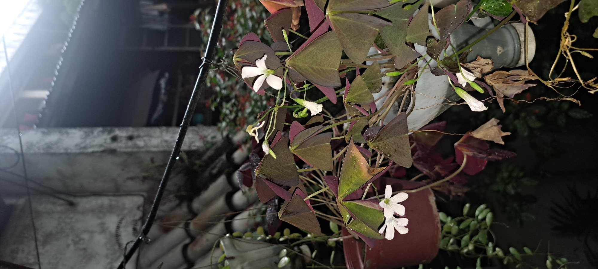 The image depicts a close-up view of a plant with distinctive heart-shaped, purplish-green leaves, identified as Oxalis triangularis, commonly known as a shamrock plant or butterfly plant. The plant is adorned with small, delicate white flowers and some buds. The leaves exhibit a variegated coloration, with the upper surfaces appearing greener and the undersides a deeper purple. Water droplets are visible on the leaves and petals, suggesting recent rain or watering.
The plant is situated outdoors, with a blurred background that indicates a rustic or utilitarian setting. In the upper left portion of the image, a rough, textured wall, possibly made of concrete or stucco, is visible. Above this wall, what appears to be a corrugated metal roof is present, with a series of tiled structures below it. A black cable runs horizontally across the mid-section of the image. To the right, more greenery and the edge of a grey plastic planter are visible. The overall lighting suggests it is either dusk, dawn, or a generally overcast day.
Given the presence of common tropical plants like Oxalis triangularis, the visible roofing materials, and the general construction style of the structures in the background, this scene is consistent with an outdoor space in a residential area within Mandaluyong City, Philippines. The scene captures a moment of natural beauty amidst a backdrop of urban infrastructure. There are no people or animals visible in the image.
