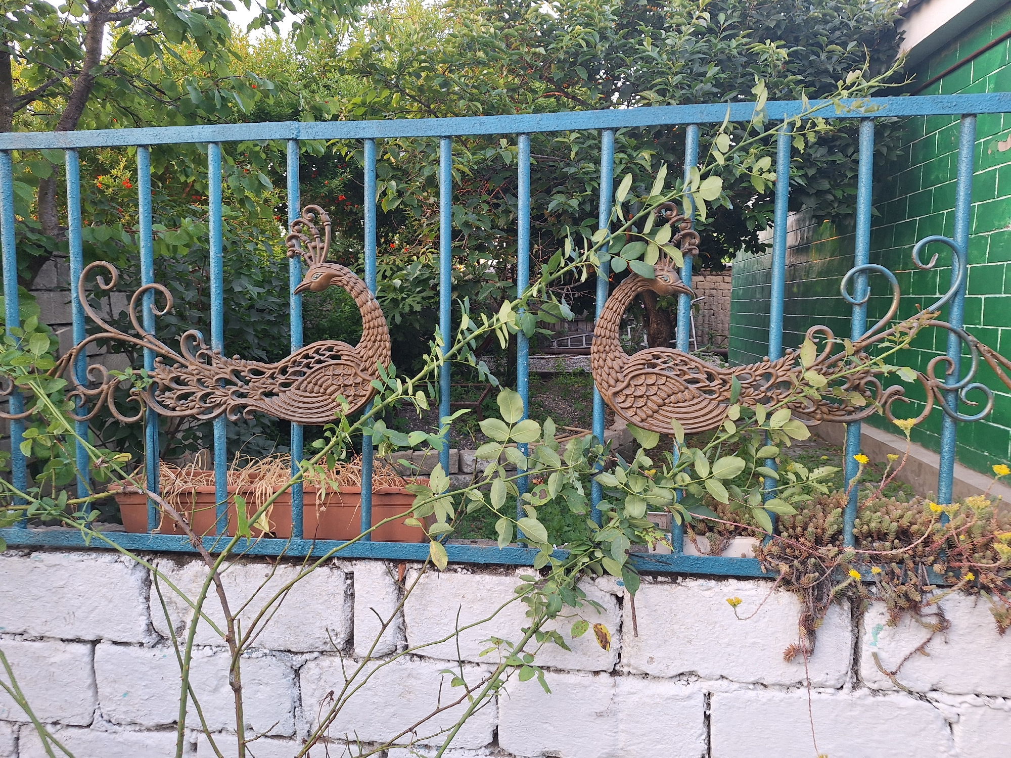 The image captures a detailed view of a weathered, blue metal fence adorned with two decorative, bronze-colored peacock figures on either side. The fence is set against a backdrop of lush green foliage and trees, suggesting an outdoor, possibly garden setting. The fence itself is supported by thick, vertical bars, and the peacock figures, made of intricately crafted metalwork, are attached to the horizontal bars. Vines and green leaves are growing and intertwining with the fence and the peacock decorations. Below the fence, a white brick wall is visible, partially covered by a low-growing plant with small yellow flowers. In the background, behind the fence, several brown planters containing dry, straw-like plants are lined up. The overall impression is one of a slightly overgrown but charming outdoor space, possibly a residential yard or a public garden area in Nabran, Azerbaijan, given the context. The lighting suggests it is daytime, likely during cooler hours of the day. There are no people or animals visible in the frame.