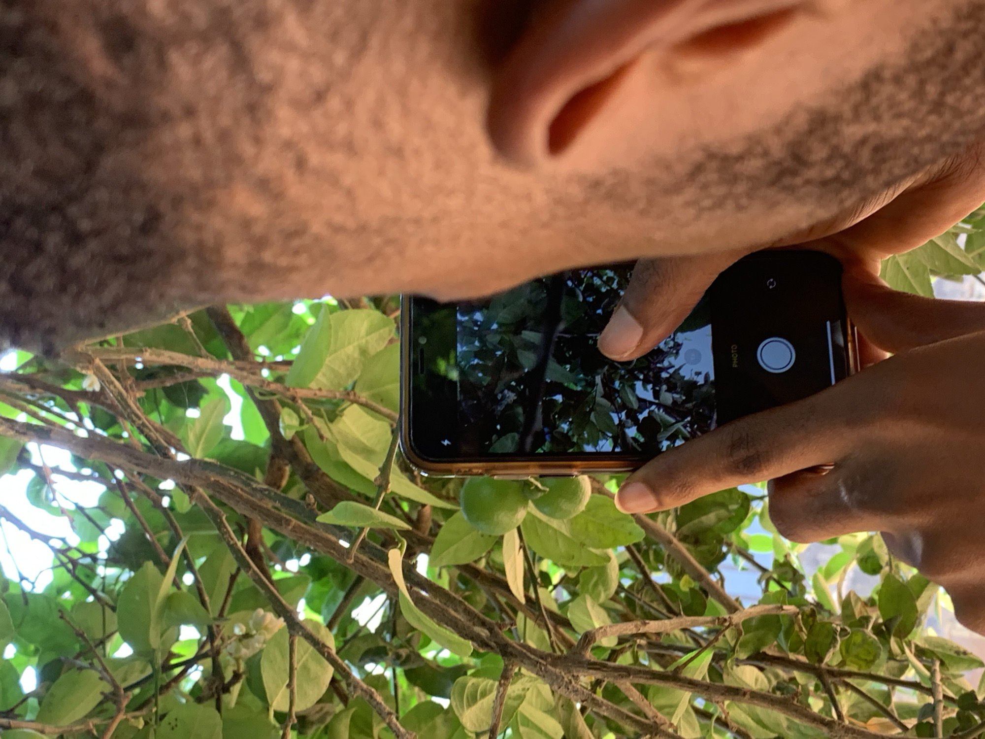 A man is taking a picture of a tree with green leaves and green fruits, possibly lemons or limes, with his smartphone. The man's head and hands are visible, framing the phone. The phone screen shows a live view of the same tree. The location is likely Ikorodu, Nigeria, based on the prompt.
