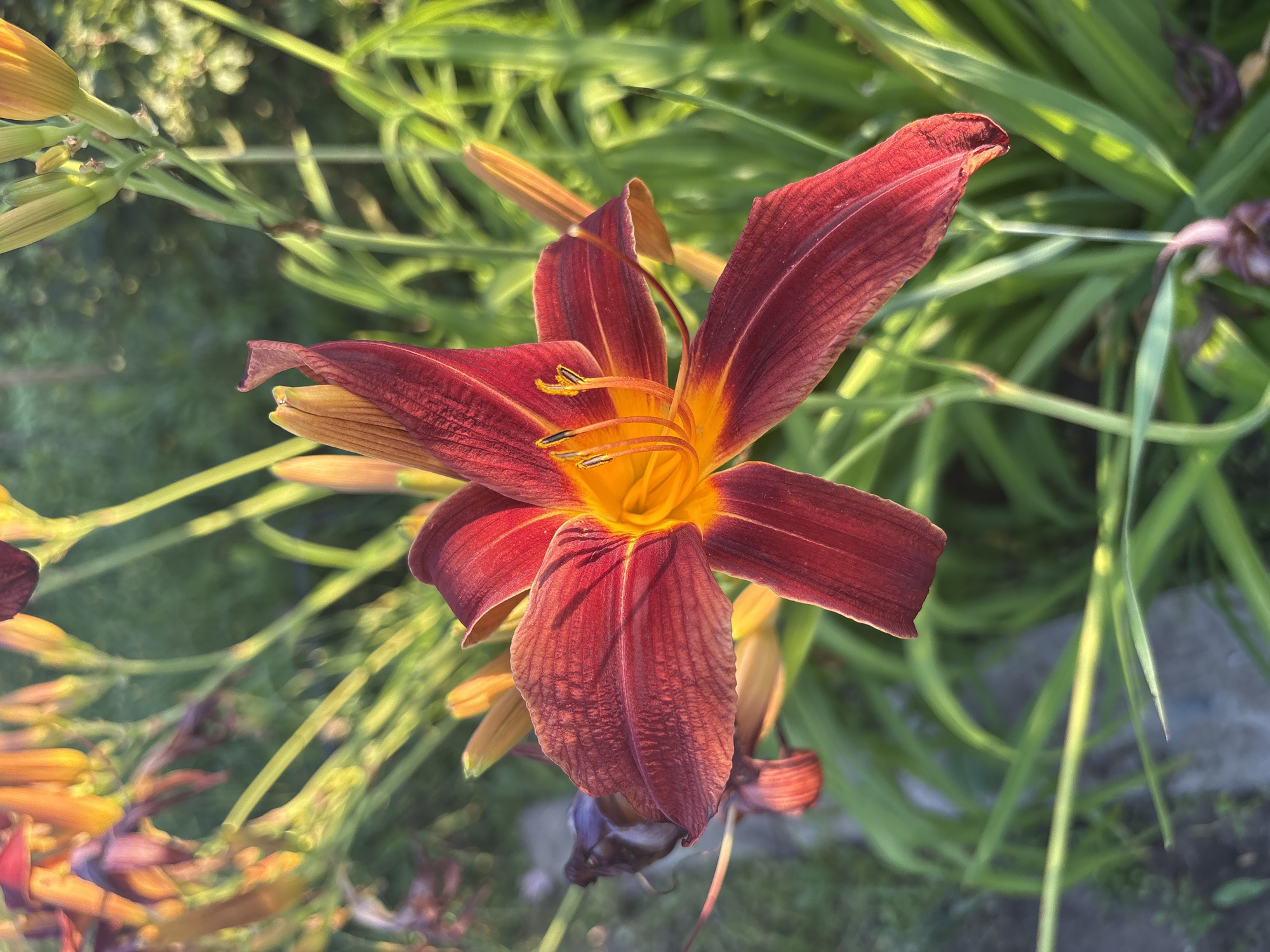 A close-up, eye-level shot captures a vibrant, deep red daylily in full bloom. The flower, prominently featured in the foreground, displays six elongated petals, each delicately veined and subtly curved outwards. The inner throat of the bloom transitions to a bright, sunny orange, with three prominent stamen tipped with yellow anthers visible. Surrounding the main flower are several unopened buds and other daylilies in various stages of bloom, predominantly in shades of red and orange, blurred in the background. The foliage consists of long, slender, bright green leaves, catching the sunlight and creating a soft, dappled effect. The environment appears to be an outdoor garden setting, with a hint of a concrete pathway visible in the lower left corner. The lighting suggests it is either early morning or late afternoon, with the warm glow of the sun illuminating the scene. The location is identified as Большелуг, Russia, implying a natural, possibly rural or suburban garden environment.
