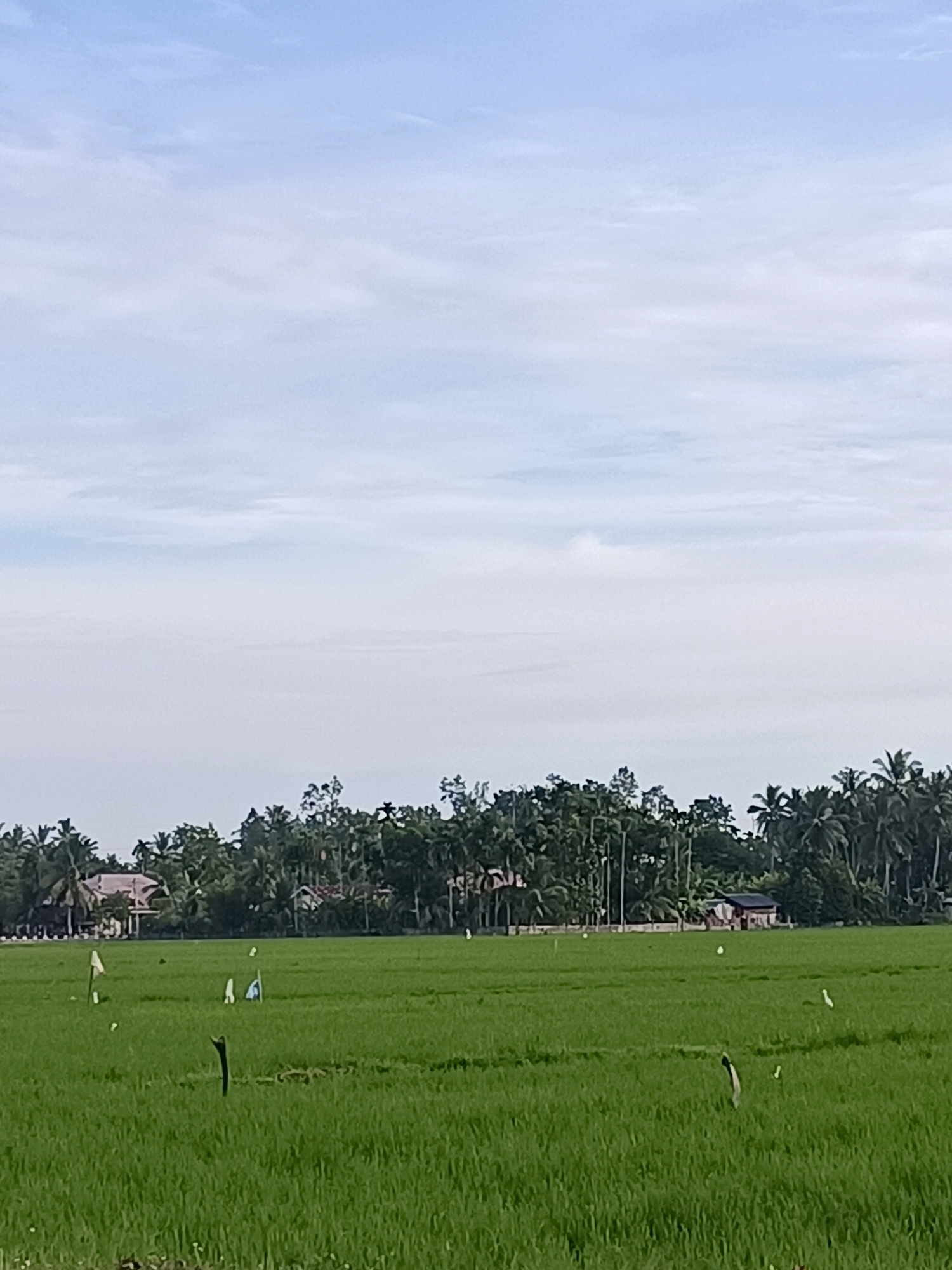 The image depicts a verdant rice paddy field under a bright, partly cloudy sky. In the distance, a line of lush green trees and palm trees forms the backdrop, with several houses and structures partially visible amongst them. Scattered throughout the field are small, white objects, some resembling flags or scarecrows, and at least one dark, curved object that might be a piece of wood or debris. A few white birds are also present in the field, appearing as small white dots. The overall scene suggests a rural landscape in Kampungjumpa, Indonesia.