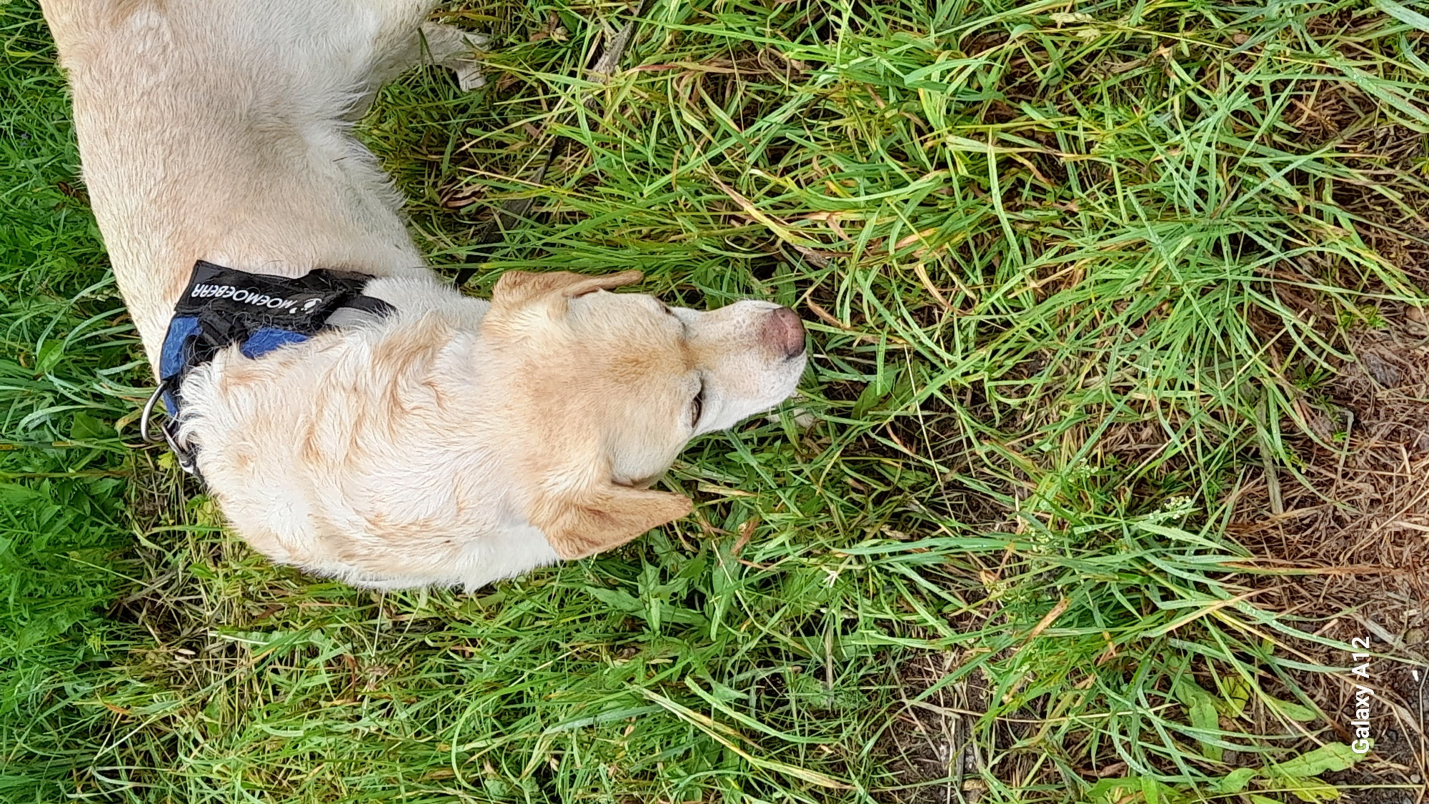 A light-colored dog with a blue and black harness is sniffing the ground in a grassy area. The dog's fur appears wet. The background consists of tall, green grass and some dried vegetation. The image appears to have been taken outdoors on an overcast day. There is a watermark in the bottom left corner that reads "Galaxy A12". No specific location in Марковский, Russia, can be determined from the image.