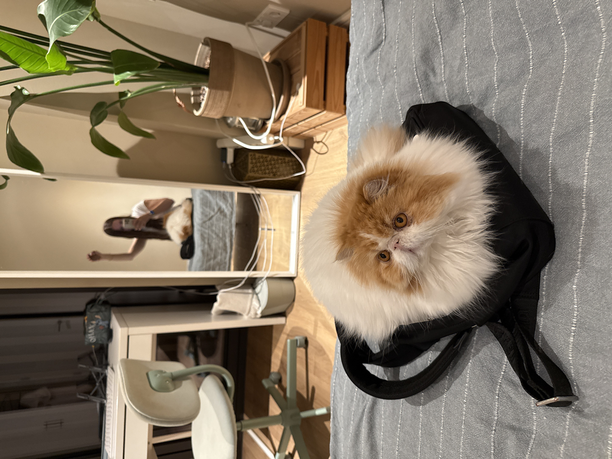 A medium shot of a cat sitting inside a black backpack lying on a blue striped bed. The cat is orange and white with long fur. The backpack straps are visible. In the background, there is a mirror reflecting a person taking a picture of the cat. A plant sits next to the mirror on top of a wooden crate. Below the mirror, a desk and rolling chair are visible. The scene appears to be indoors in a bedroom or living space. There is no information in the image to suggest this scene is in Barcelona.