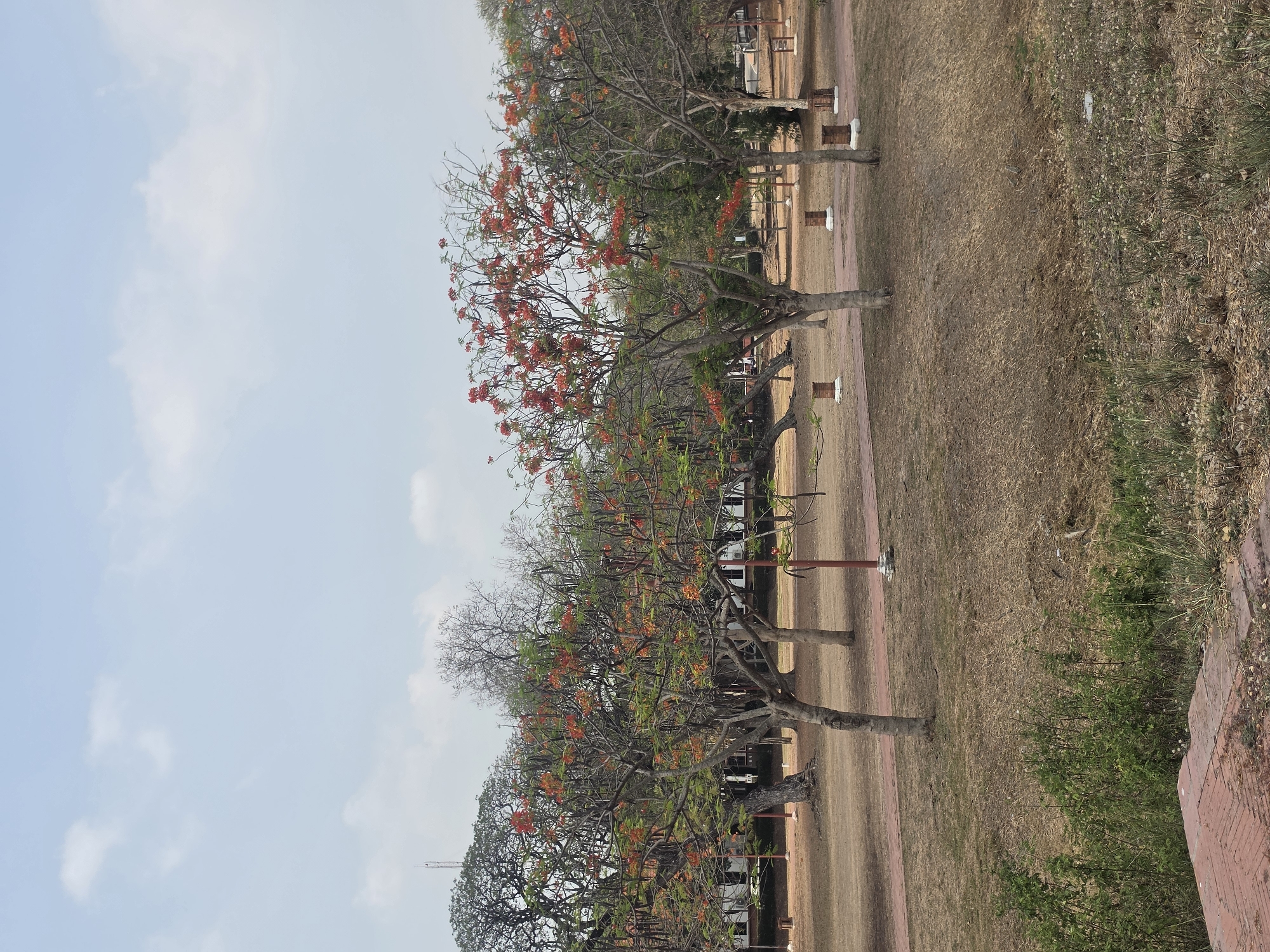 The image depicts a park in the Historic City of Ayutthaya, Thailand. A row of trees with reddish-orange flowers lines a pathway that extends into the distance. The ground is covered with dry grass, transitioning to a patch of green vegetation on the right. White benches and red poles are situated alongside the pathway. The sky is light blue with some clouds.