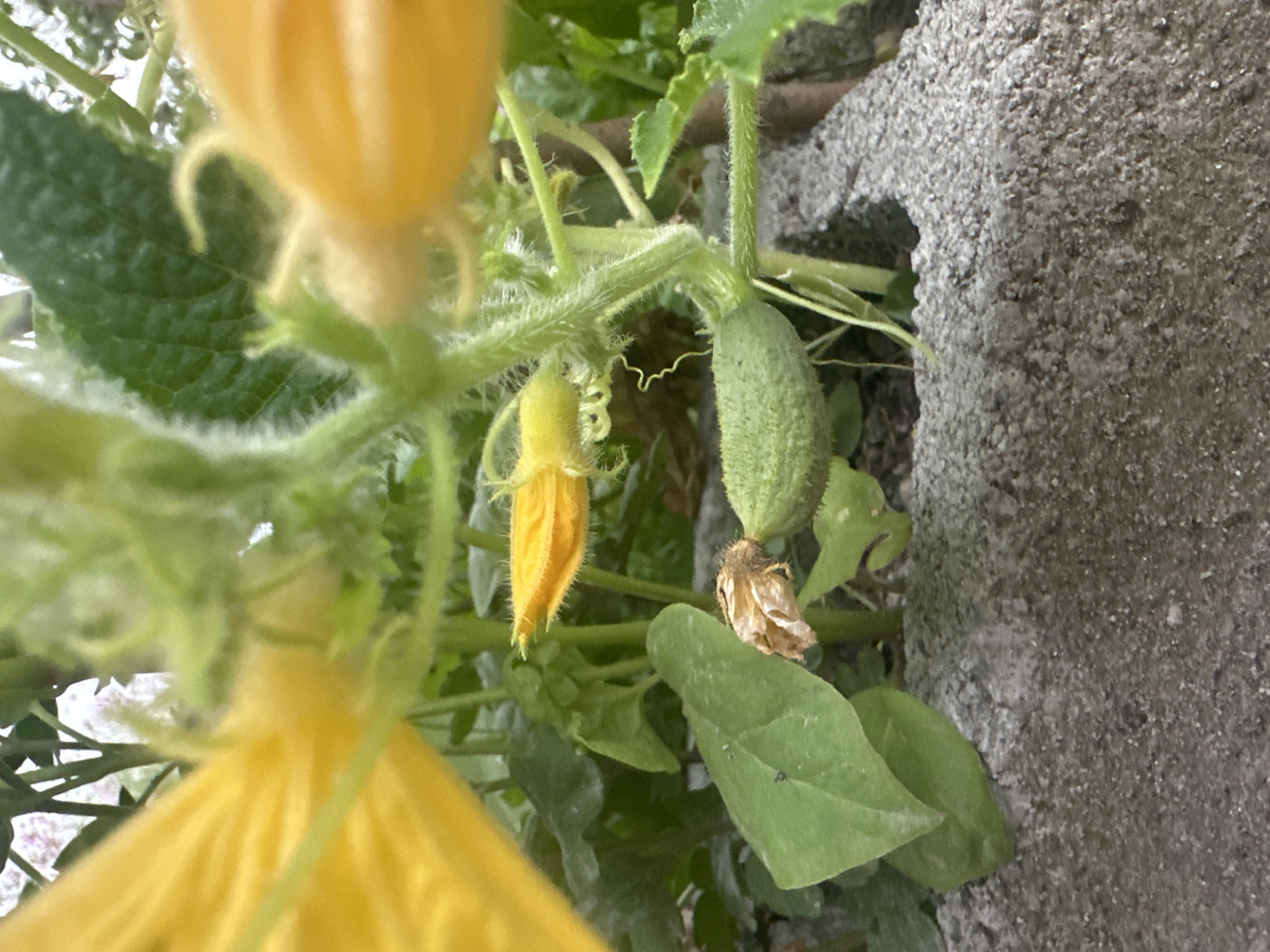 This is a close-up, shallow depth-of-field photograph of a developing cucumber plant with yellow flowers. The plant is growing in what appears to be a raised garden bed constructed from concrete blocks. A small, green cucumber is visible, attached to the stem, along with a yellow flower bud. Another, larger yellow flower is partially visible in the upper left of the frame. The background consists of green foliage and what might be a hint of a pink flowering plant. The overall impression is of a healthy, young vegetable plant. The image location is Myrza-Ake, Kyrgyzstan.