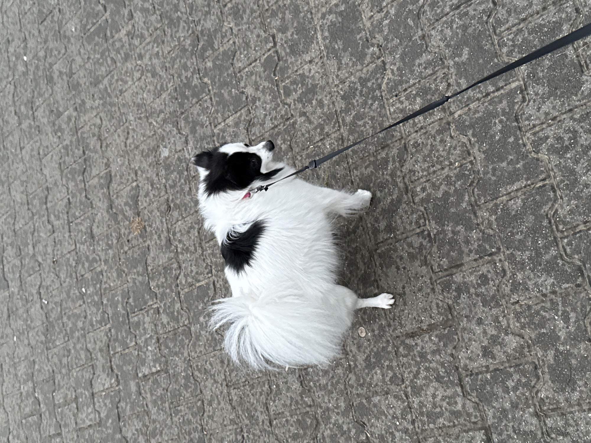 A small, white dog with black markings is standing on a gray brick pavement. The dog is leashed and facing away from the viewer. The location appears to be outdoors on a paved surface. Information about Stara Zagora, Bulgaria is not visually present in the image.