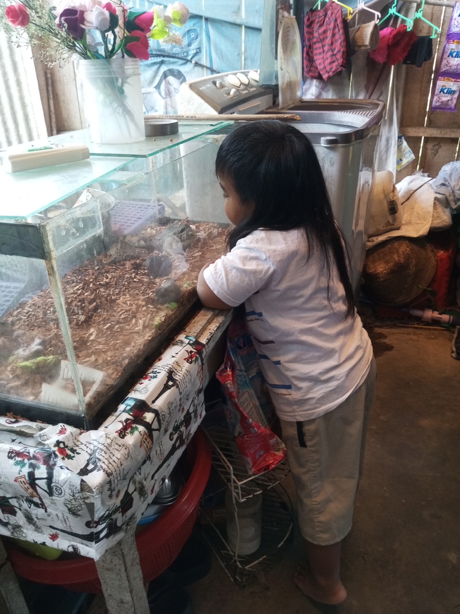 A young girl with long, dark hair is looking into a glass terrarium filled with wood chips and what appear to be small animals. She is wearing a white t-shirt with blue and red stripes and beige shorts. The terrarium is on a table covered with a decorative cloth featuring images of people and text. In the background, there is a washing machine, some clothes hanging on a rack, and various household items, suggesting a domestic setting in a rural or informal urban environment. The scene is lit by natural light coming from the side.