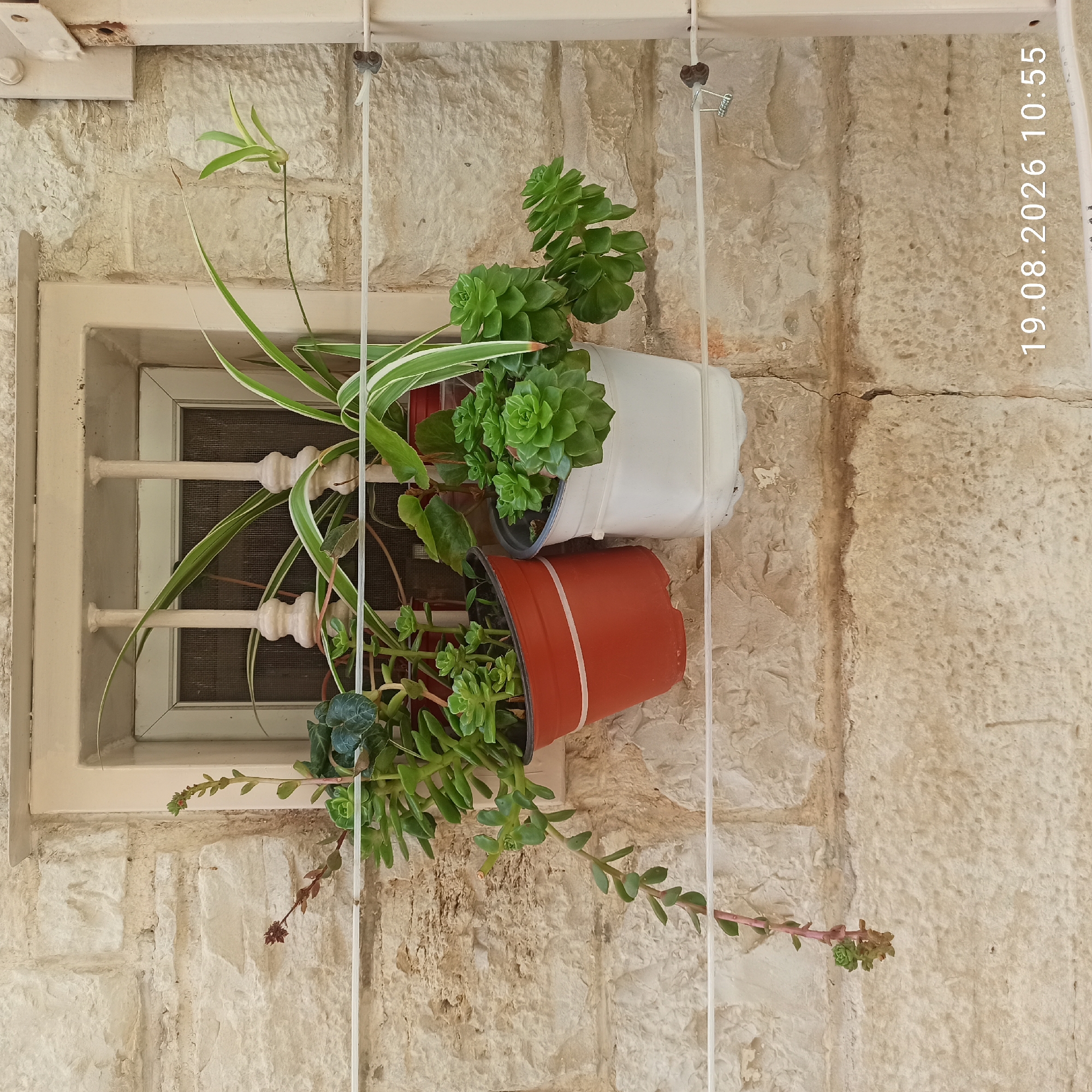 Two potted plants, one in a terracotta-colored pot and another in a white pot, are hanging from white horizontal wires in front of a rough-hewn stone wall. The terracotta pot contains a succulent with trailing stems and clustered leaves, as well as some darker green, broader-leaved plants. The white pot holds a succulent with tightly packed rosettes of green leaves. Behind the pots, a window is visible with decorative white bars and a dark screen. The stone wall is constructed from irregular, light-colored blocks. A timestamp in the bottom right corner reads "19.08.2026 10:55". The scene is set in the city of Ruvo di Puglia, Italy.