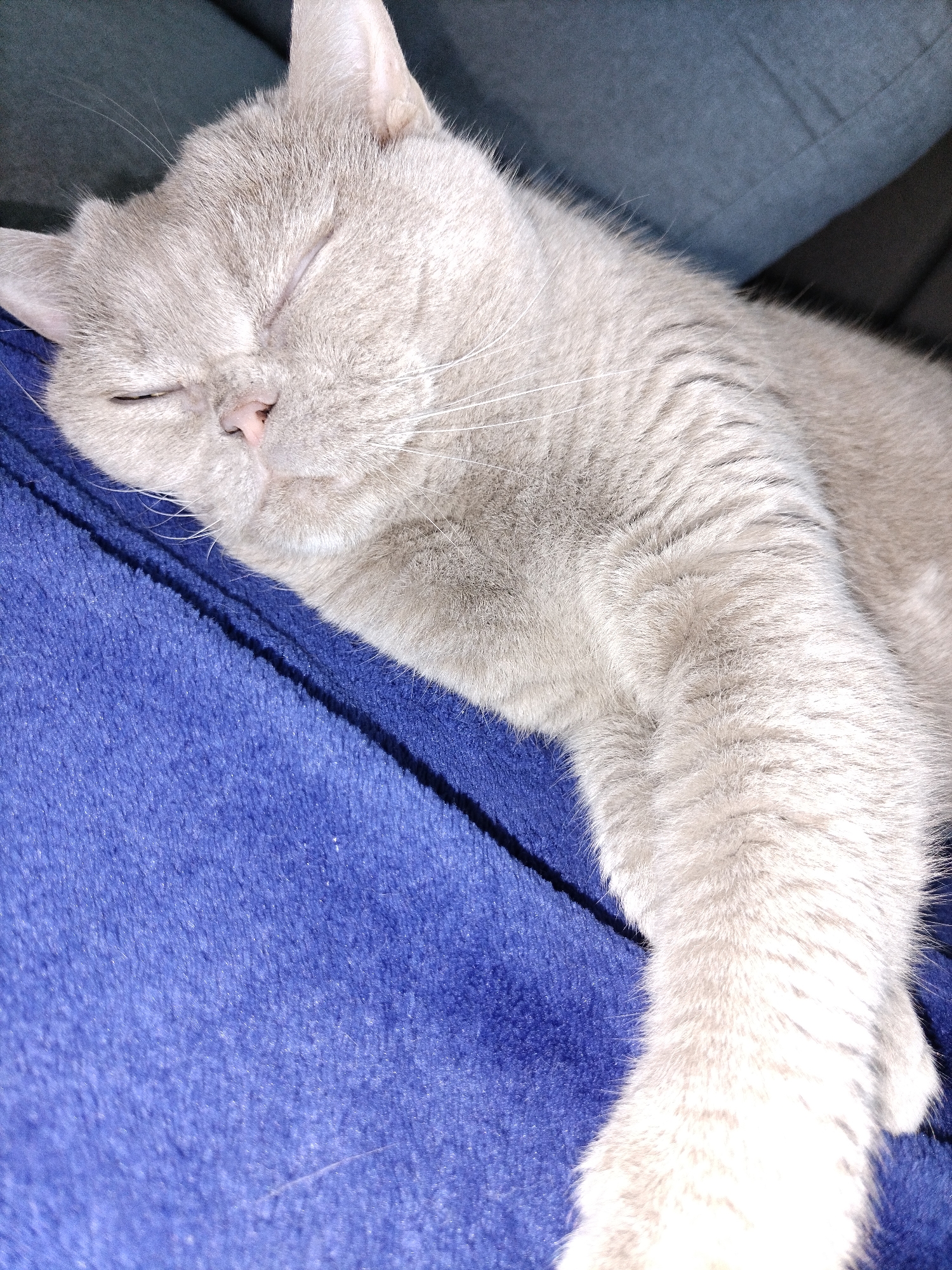 The image shows a light gray cat sleeping on a blue, fuzzy blanket. The cat's eyes are closed, and its head is resting on the blanket. The cat's fur is short and soft. The blanket appears to be made of fleece or a similar material. The background is dark and out of focus, but appears to be a couch or sofa. The lighting suggests an indoor setting, possibly a home. There are no explicit landmarks or identifying features that would place the scene in Smalyavichy, Belarus.