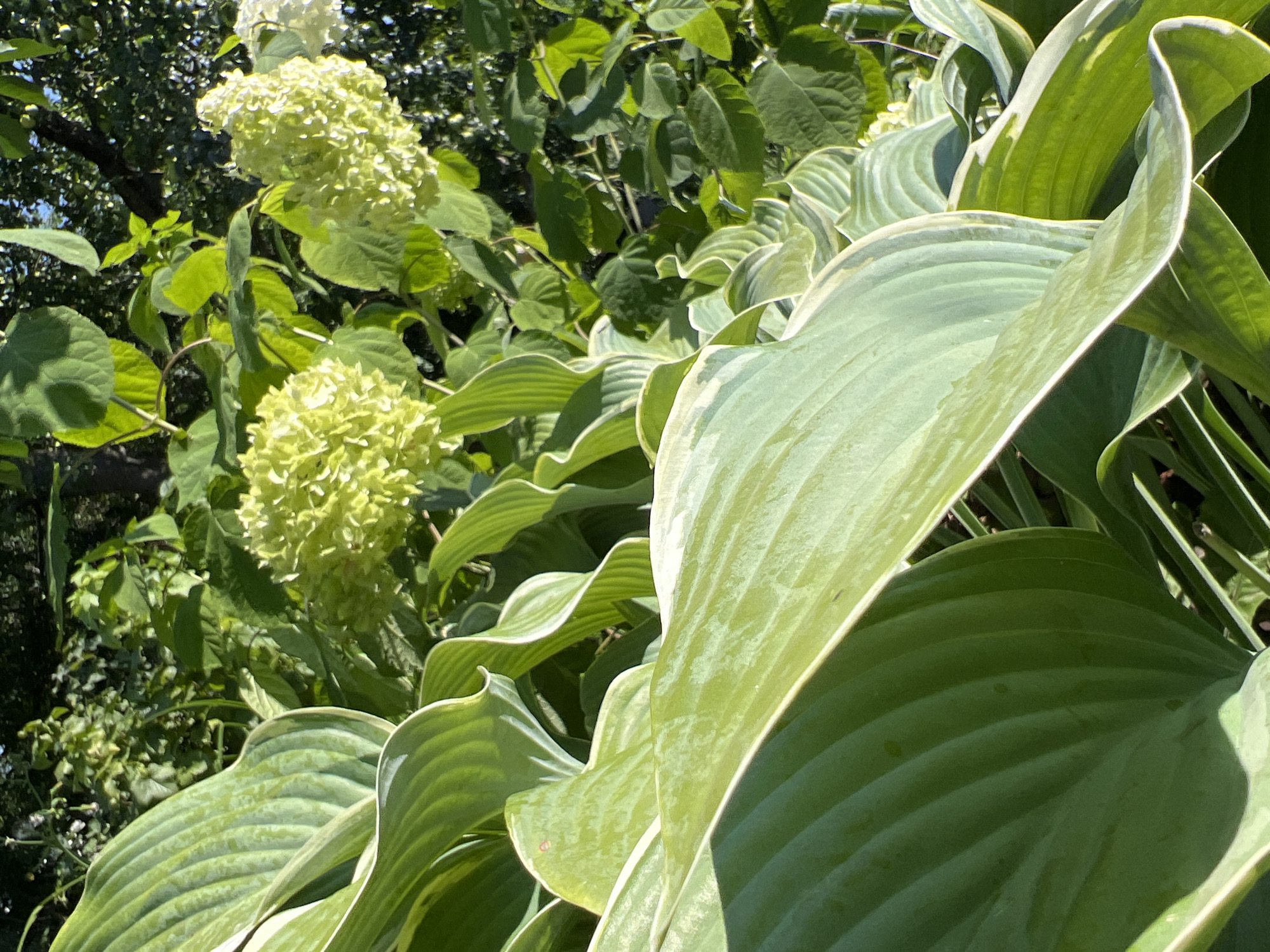 The image depicts a close-up view of lush green foliage, dominated by large hosta leaves with variegated edges, and clusters of pale green hydrangea blossoms. The plants are positioned outdoors, likely in a garden setting, with dappled sunlight filtering through the leaves. In the background, darker green leaves and branches suggest the presence of trees. The scene appears to be a tranquil natural environment, showcasing the beauty of plant life. While the location is stated as Lopatino, Russia, there are no specific landmarks or man-made structures visible to confirm this in the image itself. There are no people or animals present in the photograph.