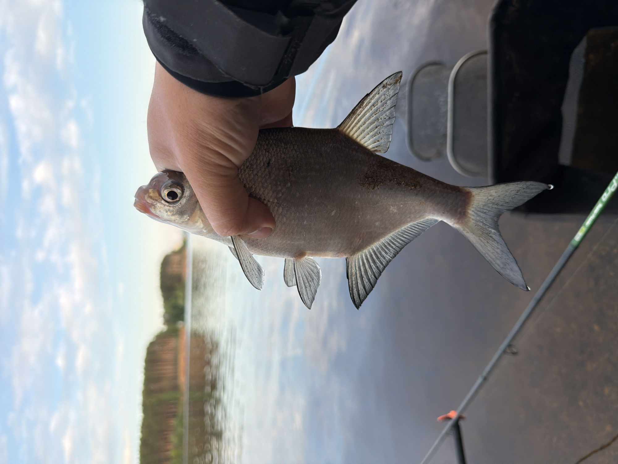 The vertical image shows a person's hand holding a fish, set against a natural outdoor backdrop. A hand, wearing a dark-sleeved garment, firmly grasps the body of a medium-sized, silvery-scaled fish. The fish has a distinct eye, prominent dorsal and pectoral fins, and a forked caudal fin.
The background reveals a large body of water, likely a lake or river, reflecting the sky. On the distant horizon, a forested shoreline stretches, creating a natural boundary. Above the water and land, a light blue sky with scattered white clouds indicates clear weather.
To the right of the fish, parts of what appear to be boat or dock components are visible, including a dark structure and lighter-colored elements resembling steps. In the lower right corner, a fishing rod with a green tip and an orange line guide is partially visible; the text "PRO" can be seen on its shaft.
The scene captures a moment during a fishing activity. The soft lighting suggests it is either late afternoon or early evening. The overall atmosphere is calm and serene. Given the location context of Chaikovsky, Russia, this tranquil scene likely takes place on the Kama River or one of the nearby reservoirs.