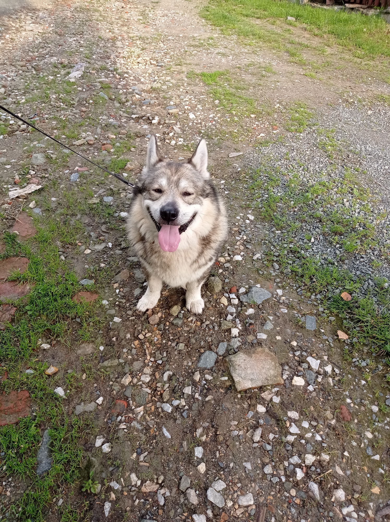 A medium shot captures a dog sitting on a gravelly path littered with small rocks and patches of grass. The dog, a mix with wolf-like features and a grey and white coat, is looking directly at the camera with its mouth open and tongue out, appearing happy. A dark leash is attached to its collar, extending to the left. The ground is uneven and appears damp in places, with some scattered debris, including small pieces of brick. The background is a blurred mix of gravel and vegetation. This scene is consistent with an outdoor location in Degtyarsk, Russia, likely a rural or semi-rural area, possibly a yard or a park, given the presence of gravel and grass.