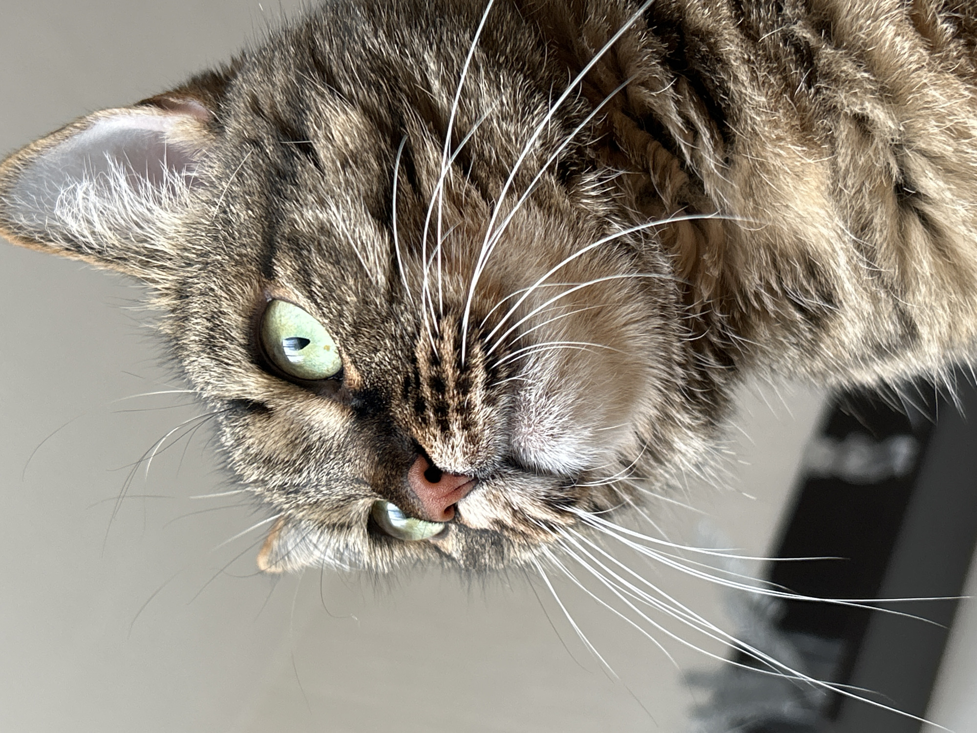 A close-up photograph shows a tabby cat from a low, upside-down perspective. The cat has green eyes, a pink nose, and long white whiskers. The cat's fur is a mix of brown and gray. The background is out of focus, with a gray wall on the left and a dark object on the right. There is no evidence in the image to support the claim that this image was taken in Chaikovsky, Russia.