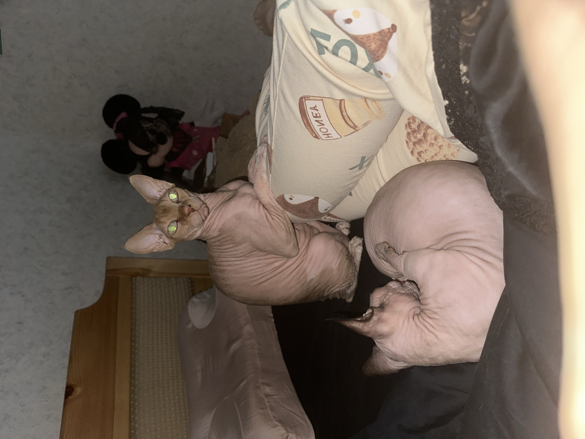 Two Sphynx cats are the primary subjects in an indoor setting, likely a bedroom, captured in low light conditions, suggesting evening or night. The image is taken from a slightly elevated perspective, looking down and across the scene. The location context is Vladimir, Russia.
One Sphynx cat, with striking green eyes reflecting the light, is positioned prominently in the upper left of the frame. It is alert and looking directly towards the viewer, its body slightly elongated and visible in detail. Its skin is a light pinkish-beige, showing characteristic wrinkles. Below this cat, to its right, another Sphynx cat is curled up tightly, appearing to be asleep or resting deeply. Its head is tucked in, and its body forms a compact, rounded shape, also in a similar pinkish-beige hue.
The cats are situated on or near bedding. A light-colored pillow with a patterned fabric is visible, featuring cartoon foxes and what appears to be a honey pot. Text on the pillow is visible but upside down, reading "HONEY" on the honey pot design and partially "FOX" from another pattern. A dark fabric, possibly a blanket or clothing, is draped next to the curled-up cat.
In the background, to the left, a portion of a gray wall or wallpaper is visible, along with a wooden structure, possibly a bed frame or furniture. A black Minnie Mouse plush toy, adorned with a pink bow and dress, is partially visible in the mid-background on the left, resting on another object or surface. The overall atmosphere is intimate and quiet.