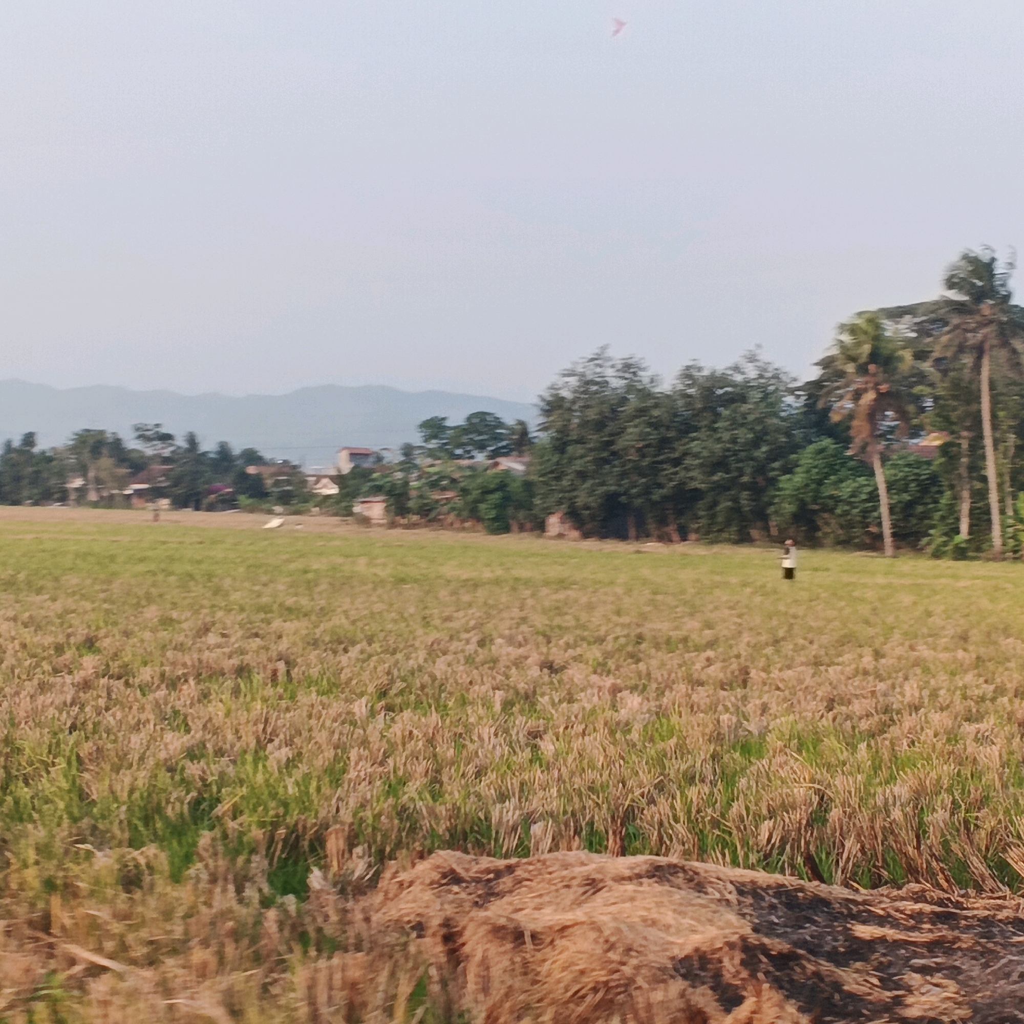 The image depicts a rural landscape in Gentasari, Indonesia, characterized by a vast expanse of dry rice fields. The fields are predominantly golden-brown, indicating the harvest season or that the crops have matured. In the mid-ground, a single individual, appearing to be a woman wearing a dark skirt and a lighter-colored top, stands in a green section of the field. Behind her, a cluster of trees and scattered buildings suggest a small village or settlement. Further in the background, hazy mountains form the horizon line under a pale, overcast sky. In the upper left portion of the sky, a small, pink kite is visible. The foreground of the image is dominated by a large, roughly rectangular pile of dry straw or hay, possibly remnants from the rice harvest. The overall scene conveys a sense of agricultural activity and a tranquil rural environment.