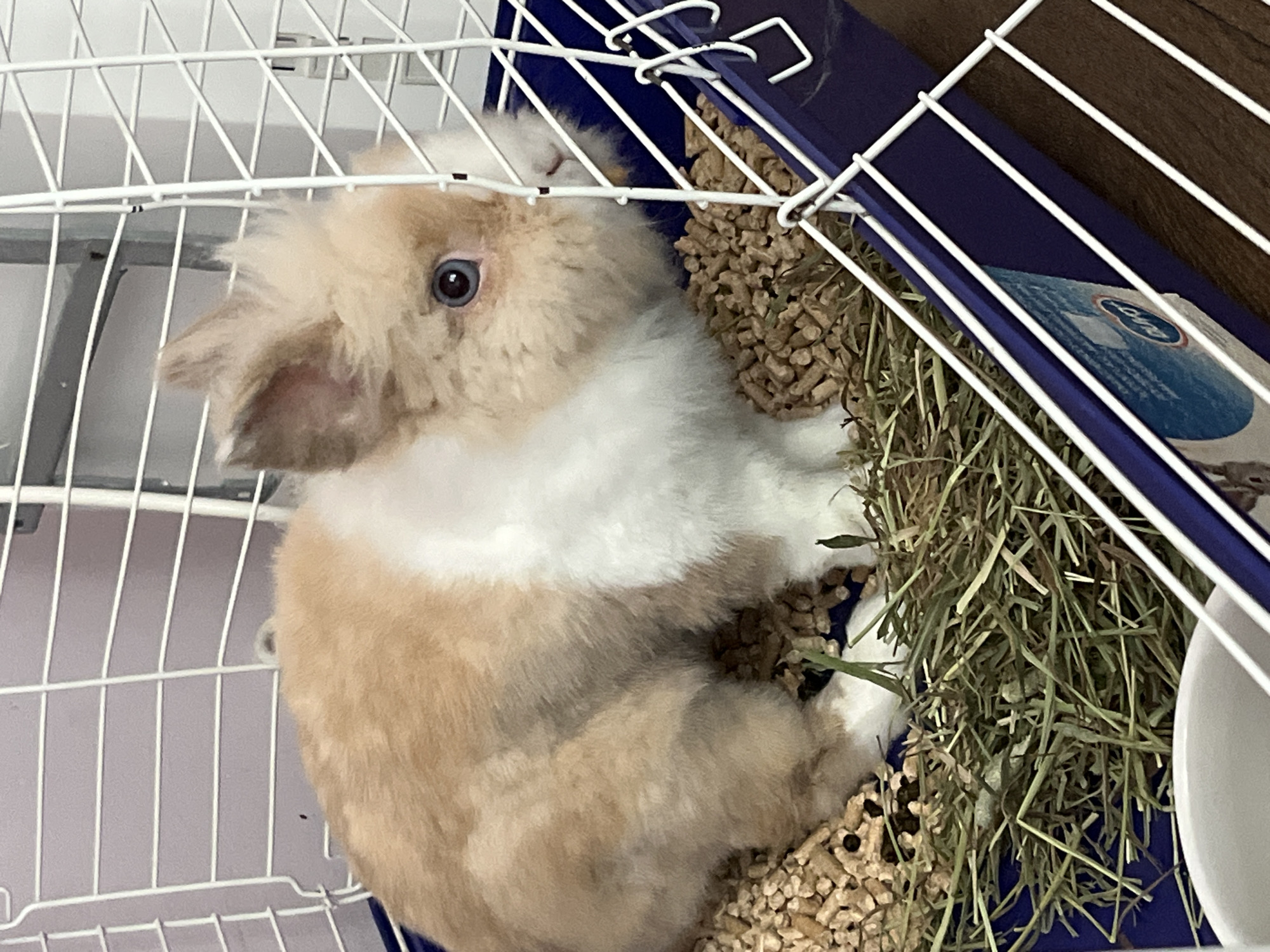 A small, fluffy rabbit with light brown and white fur is sitting in a white wire cage. The rabbit has bright blue eyes and its ears are perked up. The cage floor is covered with bedding made of wood pellets and hay. A blue plastic tray is visible beneath the bedding. The background consists of a light purple wall and the cage's white wire structure. The image is taken from a slightly elevated angle, focusing on the rabbit. There are no people or any indications of the city of Sofia, Bulgaria.