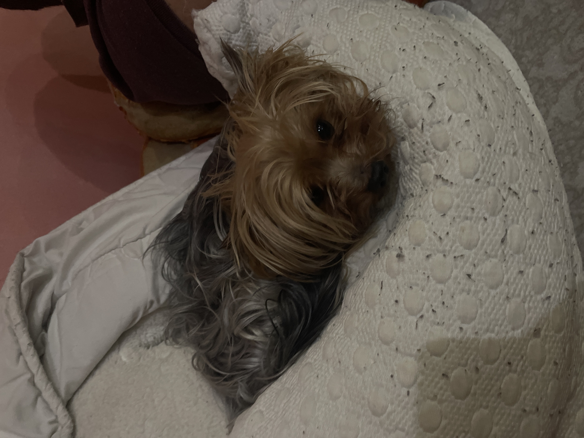 A small dog, possibly a Yorkshire Terrier, is resting on a white textured blanket. The dog has a mix of brown and gray fur. Part of a shoe or slipper is visible in the upper left corner, along with a pink wall. The scene appears to be indoors.