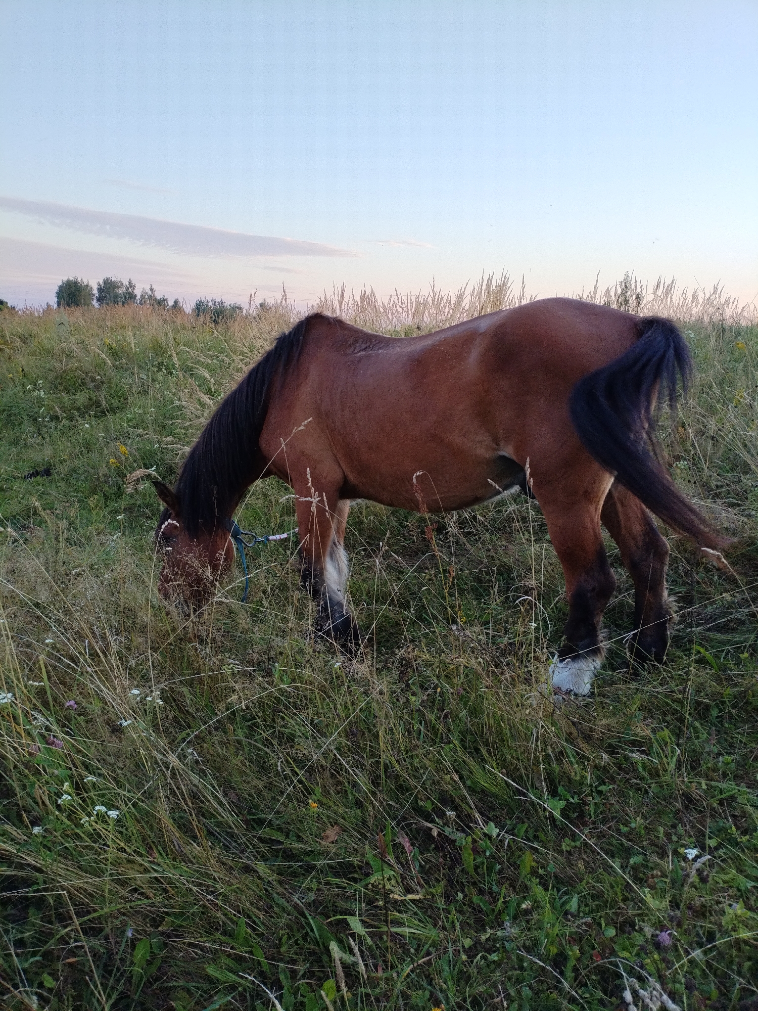 A brown horse with a dark mane and tail grazes in a field of tall grass and wildflowers. The horse is facing left and has its head lowered to the ground. Its rear legs are white from the fetlock down. A blue halter with a pink lead rope is visible around its neck. The field is surrounded by trees in the distance, and the sky above is a pale blue with wispy clouds. This scene is likely located in the countryside near Bialynichy, Belarus.