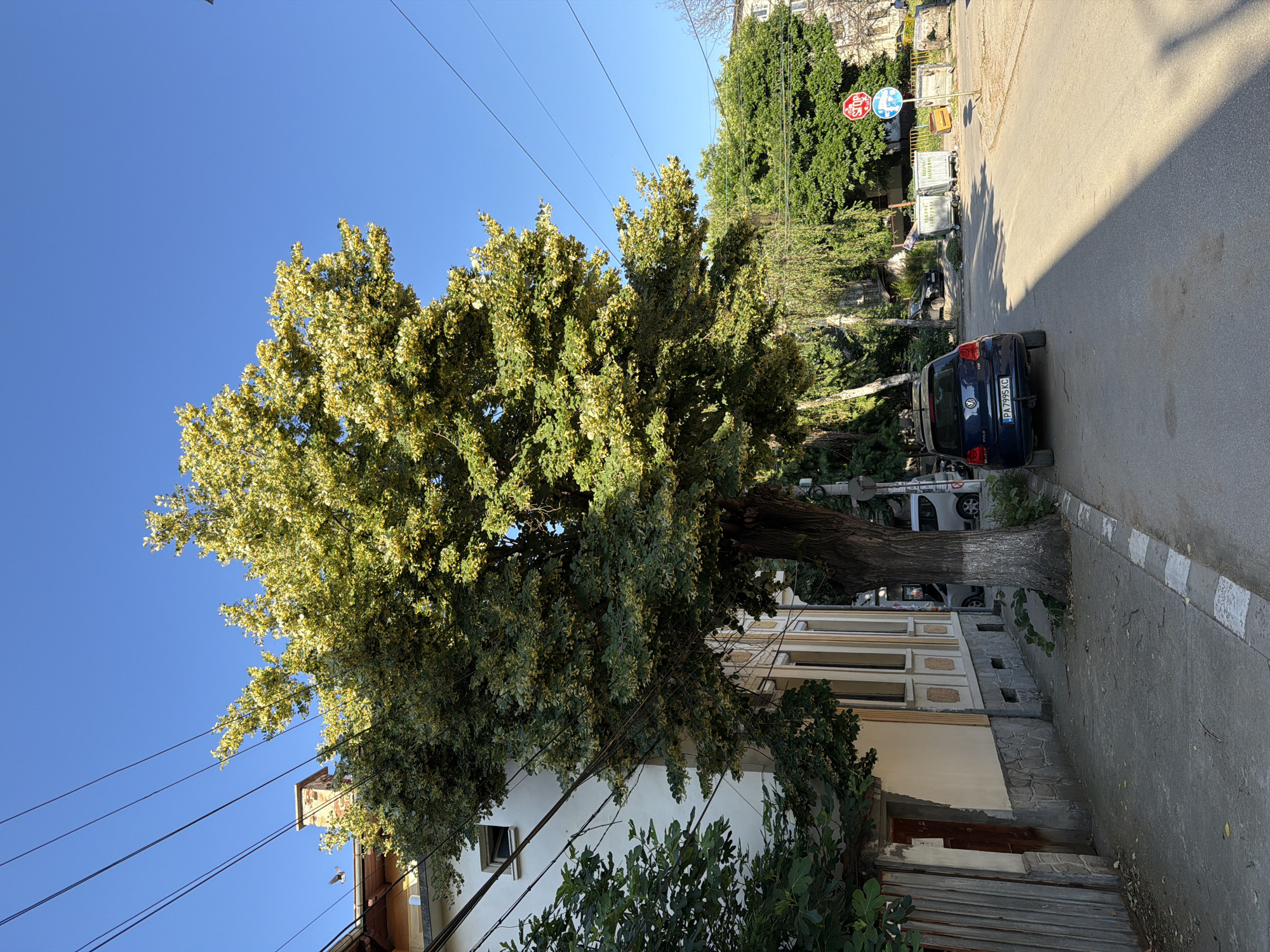 The image shows a street in Pazardzhik, Bulgaria. A large tree with green and yellow leaves is prominent in the foreground, casting a shadow on the asphalt road. A blue Volkswagen Polo is parked on the right side of the road. A white building with a stone foundation and a wooden fence is visible to the left of the tree. Overhead power lines crisscross the blue sky. In the background, there are more trees, buildings, and trash bins. A stop sign is visible on a pole. The scene appears to be a quiet urban street on a sunny day.