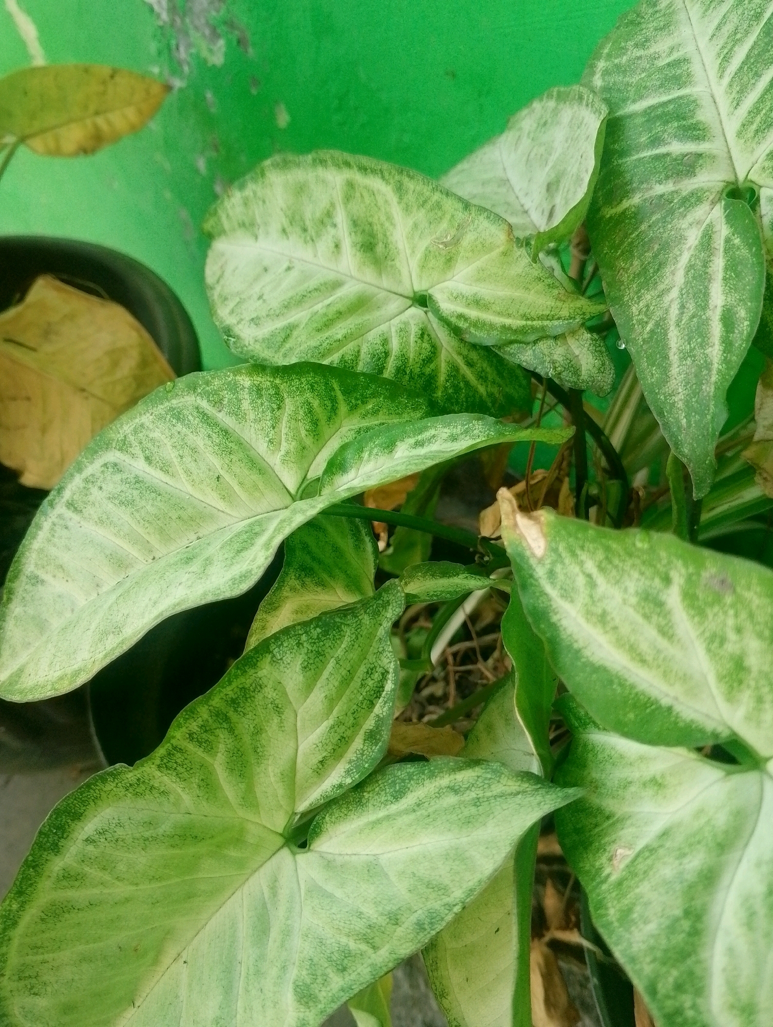 The image is a close-up, overhead shot of a plant with large, arrowhead-shaped leaves. The leaves are a variegated green and white, with prominent veins. Some of the leaves appear slightly wilted or dried, with brown spots. The plant is in a dark pot, and a portion of a dried, yellow leaf is visible in the pot. The background is a textured, bright green wall. The scene appears to be outdoors, possibly in a residential area, given the presence of a wall and a potted plant. No people or animals are visible in the image. The lighting suggests it is daytime. The image quality is moderate, with some graininess. Based on the context provided, this image was taken in Papungan, Indonesia.
