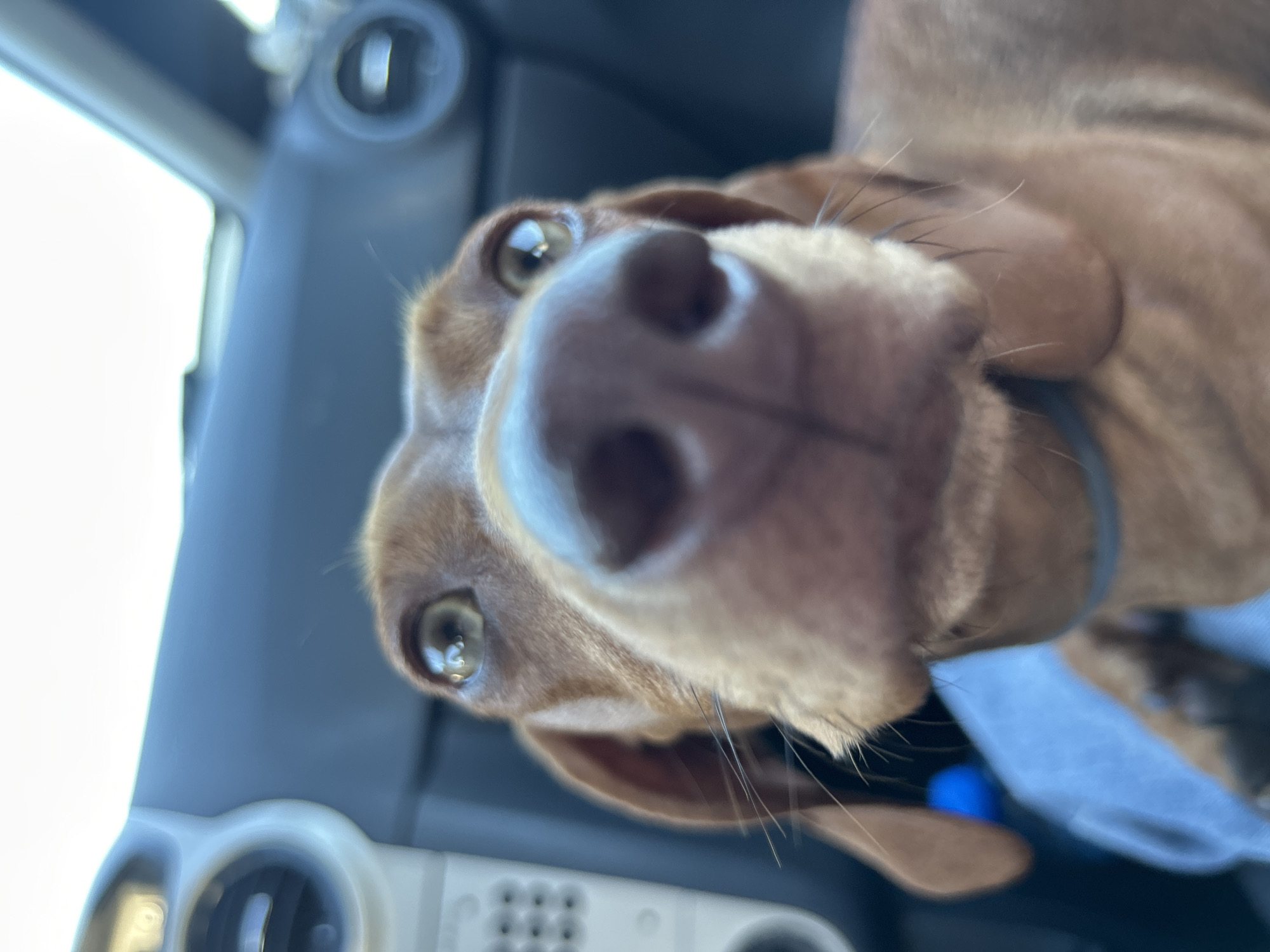 A close-up, slightly upward-angled shot shows the face of a brown dog, likely a Vizsla or similar breed, with a prominent, light-colored nose filling much of the frame. The dog's eyes are visible, looking towards the camera. The background is blurred, showing elements of a car interior including part of the dashboard and air vent. The location in the city of Orizovo, Bulgaria cannot be inferred from this image.