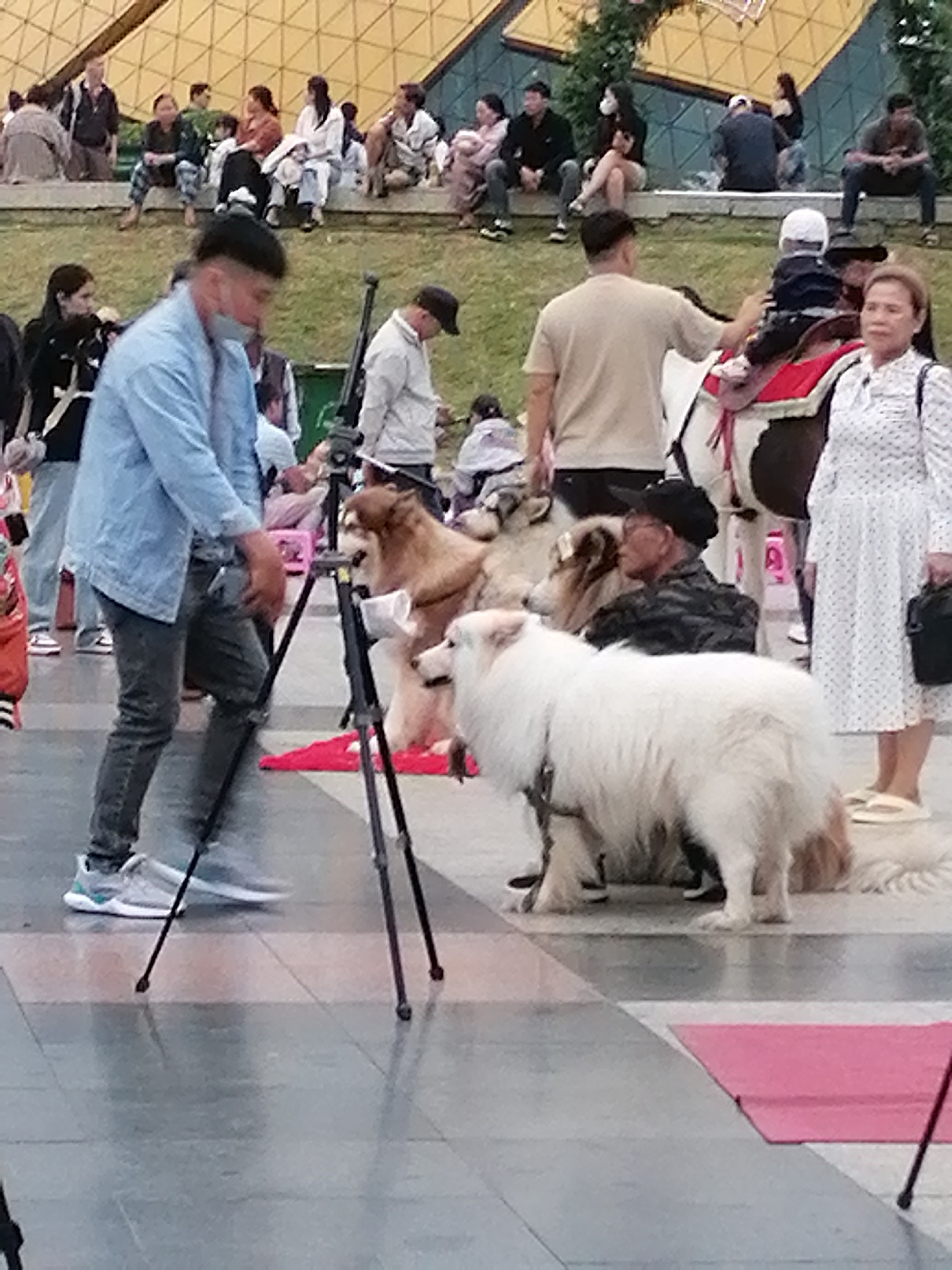 The image depicts an outdoor scene in Da Lat, Vietnam, likely near the Xuan Huong Lake area, characterized by its elevated walkways and surrounding greenery. In the foreground, a man wearing a light blue denim jacket and dark pants is standing. He is holding a camera on a tripod that is positioned in front of him. To his right, two large dogs are present; one is a fluffy white dog and the other is a larger, light brown dog.
In the middle ground, several people are visible. A woman in a white dress with polka dots is standing, holding a dark bag. To her left, a man wearing a camouflage shirt and a black cap is interacting with a young child seated on a pony. The pony is adorned with a red saddle blanket. Behind them, other individuals are scattered, some seated and some standing, indicating a public gathering.
The background reveals more people seated on a tiered stone structure, possibly an amphitheater or seating area. The architecture behind them features a distinctive yellow, angular roof, typical of some structures in Da Lat. The overall atmosphere suggests a casual outing or event in a public park or recreational area.