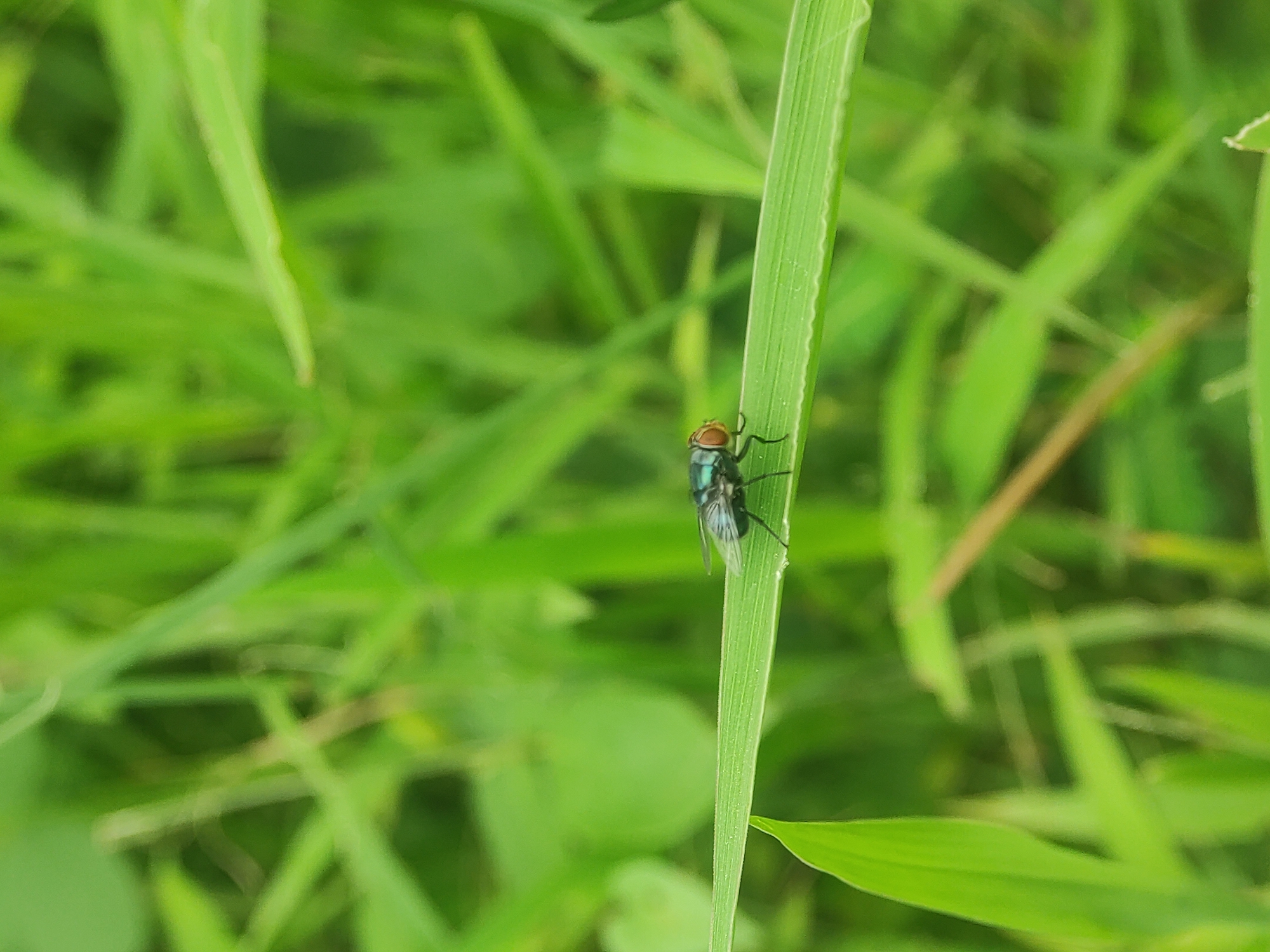 A fly is perched on a blade of grass in a green, grassy area. The fly has shiny blue-green coloration on its body and reddish-orange eyes. The grass is dense and lush, with varying shades of green. The location may be in Lhokseumawe, Indonesia, based on the prompt.