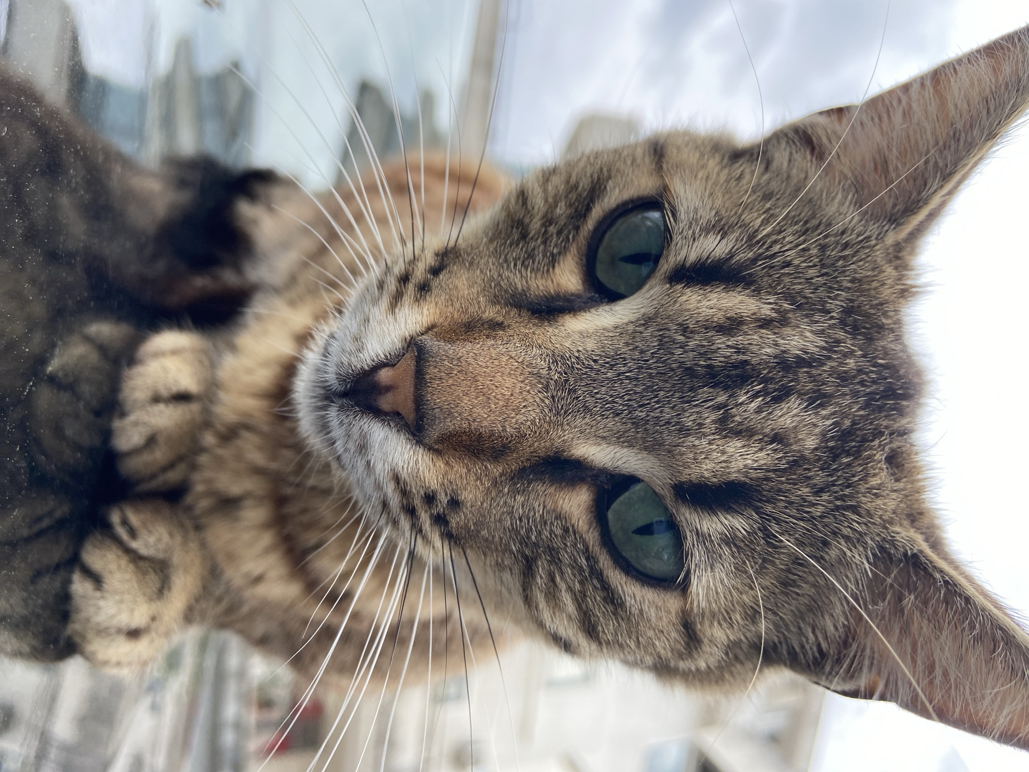 A close-up, low-angle shot captures a tabby cat with striking green eyes looking directly downwards through a transparent surface, likely glass. The cat's face is centered, displaying prominent white whiskers fanning out from its muzzle. Its fur exhibits a typical tabby pattern with shades of brown, grey, and black stripes. The cat's nose is a light pinkish-brown, and its pupils appear as vertical slits, indicating a well-lit environment.
The perspective is from below the glass, looking up at the cat. Its front paws are visible pressed against the glass surface in the blurred background on the left, showing details of its fur and toe pads. The overall setting appears to be outdoors during the daytime, with a bright, overcast sky serving as the background, suggesting diffuse lighting. Blurred shapes in the distance hint at urban or architectural elements.
The cat's expression is one of curiosity and attentiveness, fixed on something below its vantage point. The image conveys a sense of interaction between the cat and the viewer, enhanced by the unusual angle. No text is visible in the image. The location is Budva, Montenegro.