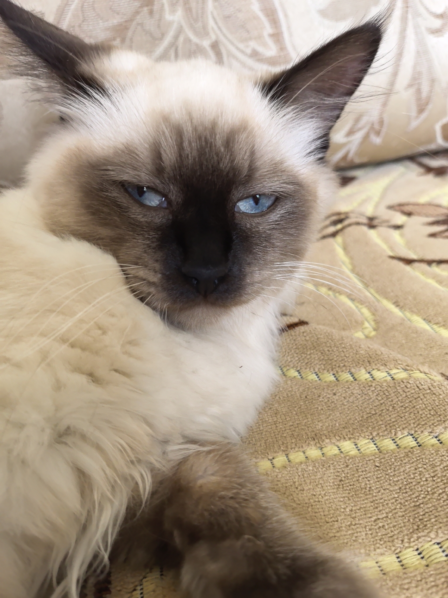 A close-up, eye-level shot shows a Siamese cat with bright blue eyes, its fur a mix of cream and brown, lying on a textured, yellow and brown striped blanket. The cat's face is turned slightly towards the camera, with its left ear partially visible and its body mostly obscured by its own fluffy fur. The background consists of a beige, patterned fabric, possibly a sofa or cushion. The scene appears to be indoors, with no discernible elements indicating a specific urban environment like Veshenskaya, Russia.