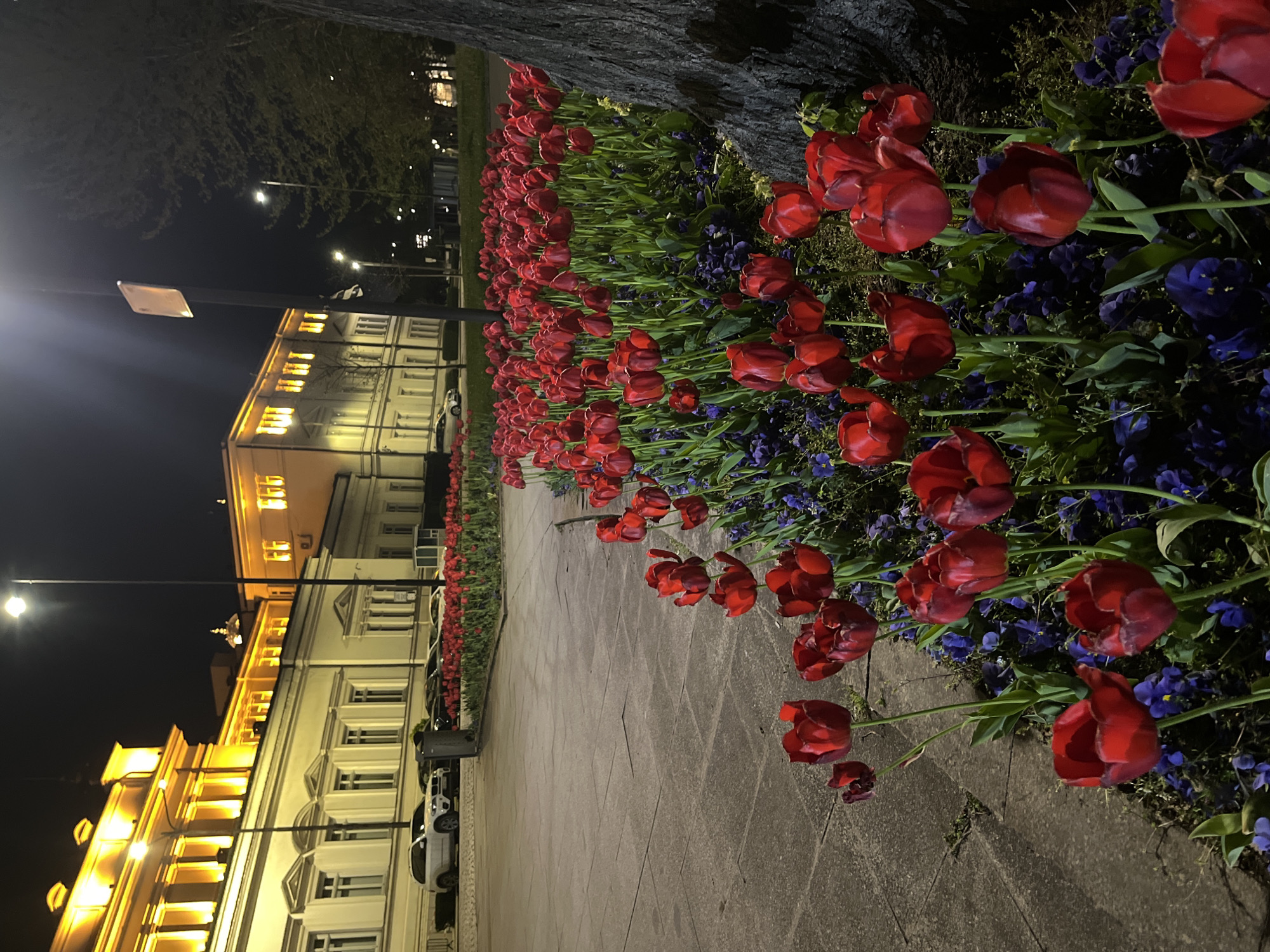 At night in Sofia, Bulgaria, a row of blooming red tulips lines a walkway adjacent to an illuminated building. The building, of light-colored stone, is rectangular and three stories high, featuring evenly spaced windows and golden lighting fixtures under the eaves. The tulips are interspersed with smaller purple flowers and lined along a walkway of grey pavement. Cars are parked along the building's side of the path. Streetlights illuminate the scene, casting a stark light on the building and walkway, with a dark sky in the background. A tree stands at the beginning of the flower bed on the right.